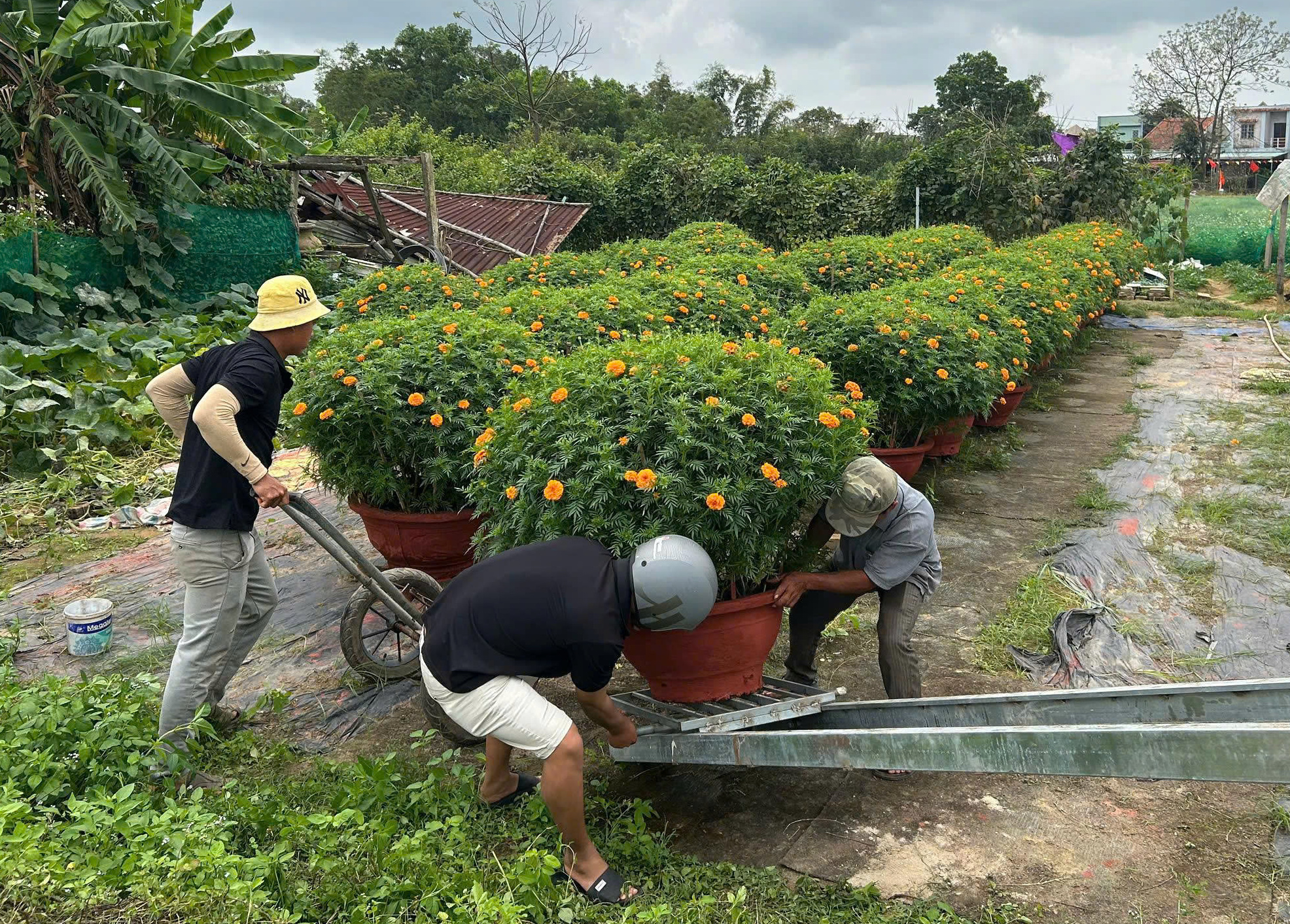 L&agrave;ng hoa Dương Sơn ch&aacute;y h&agrave;ng dịp Tết B&iacute;nh Ngọ 2026 với ti&ecirc;u thụ hoa Tết mạnh mẽ - Ảnh 2.