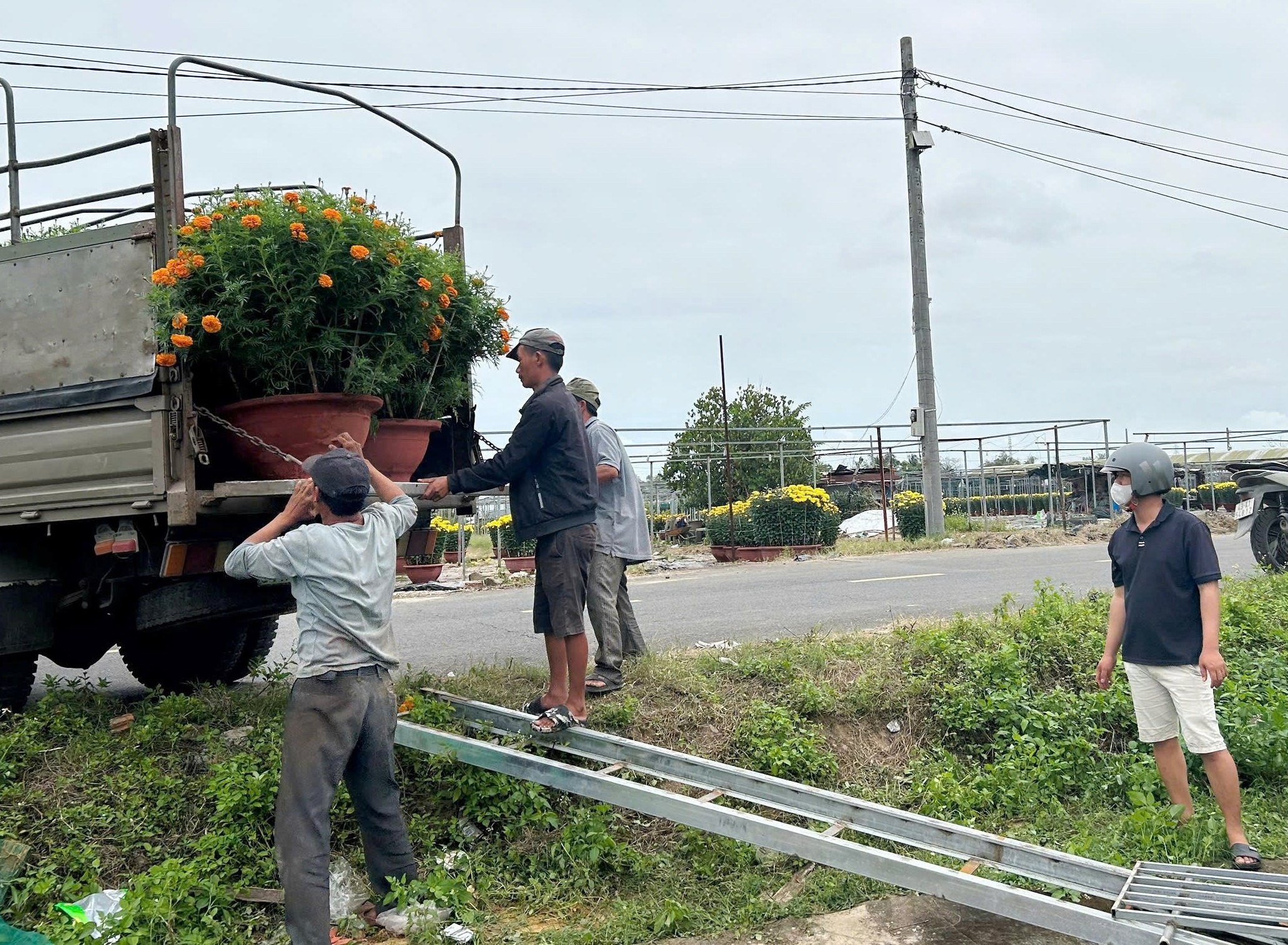 L&agrave;ng hoa Dương Sơn ch&aacute;y h&agrave;ng dịp Tết B&iacute;nh Ngọ 2026 với ti&ecirc;u thụ hoa Tết mạnh mẽ - Ảnh 3.