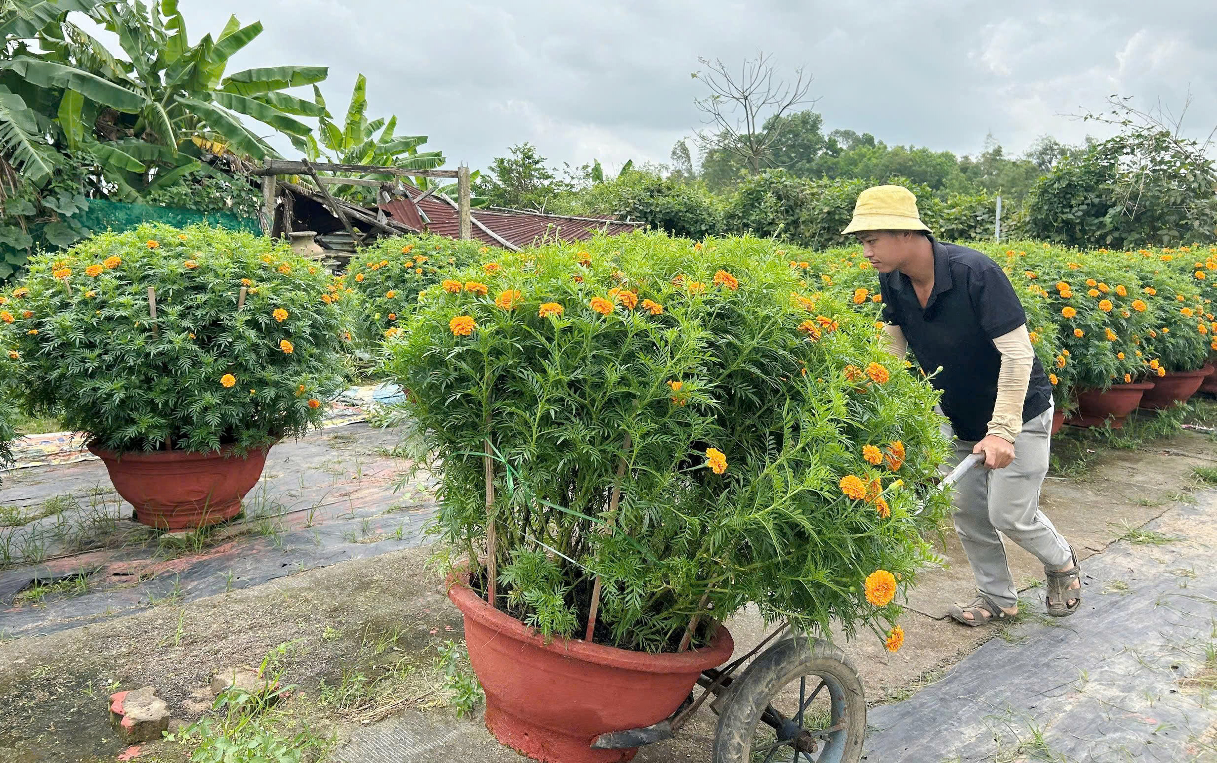 L&agrave;ng hoa Dương Sơn ch&aacute;y h&agrave;ng dịp Tết B&iacute;nh Ngọ 2026 với ti&ecirc;u thụ hoa Tết mạnh mẽ - Ảnh 1.