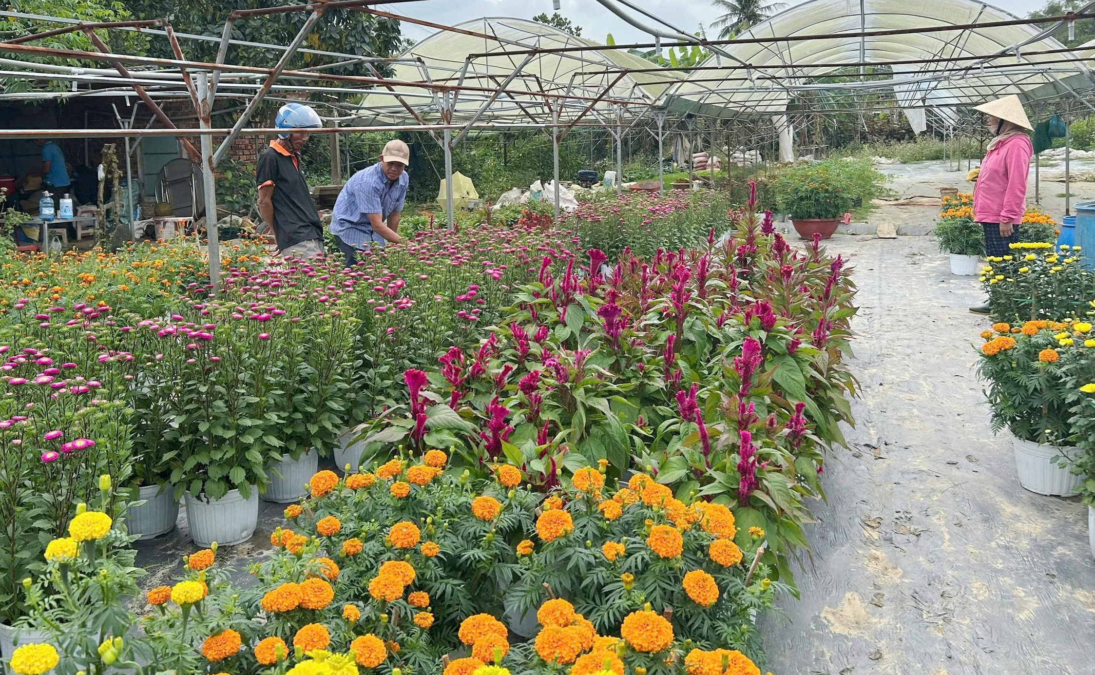 L&agrave;ng hoa Dương Sơn ch&aacute;y h&agrave;ng dịp Tết B&iacute;nh Ngọ 2026 với ti&ecirc;u thụ hoa Tết mạnh mẽ - Ảnh 4.