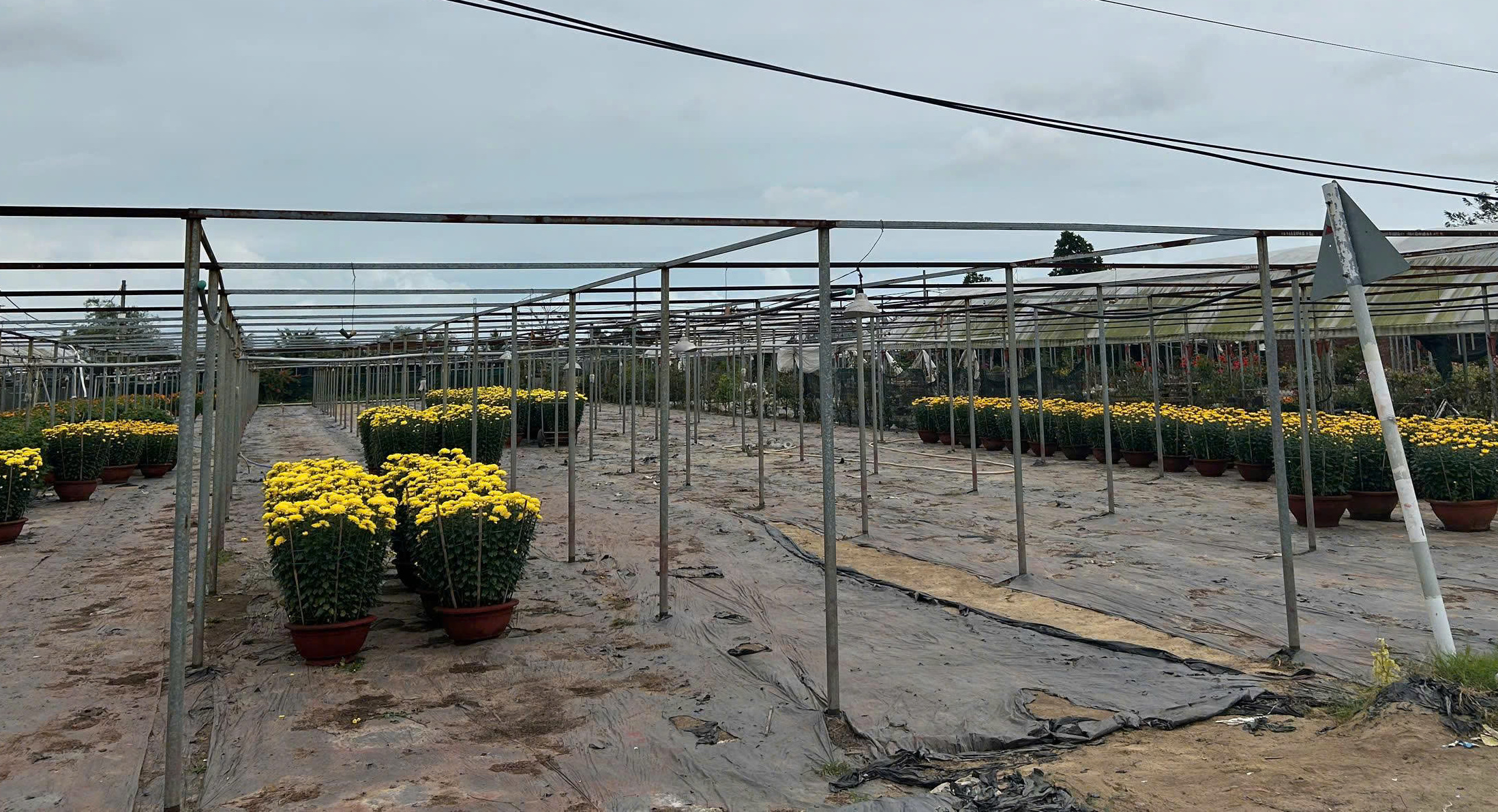 L&agrave;ng hoa Dương Sơn ch&aacute;y h&agrave;ng dịp Tết B&iacute;nh Ngọ 2026 với ti&ecirc;u thụ hoa Tết mạnh mẽ - Ảnh 6.