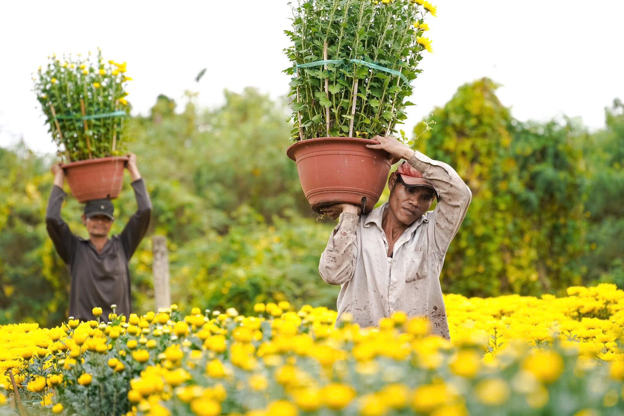 Hoa Tết v&agrave;o m&ugrave;a cao điểm: Rộn r&agrave;ng xe hoa, thấp thỏm nỗi lo - Ảnh 8.