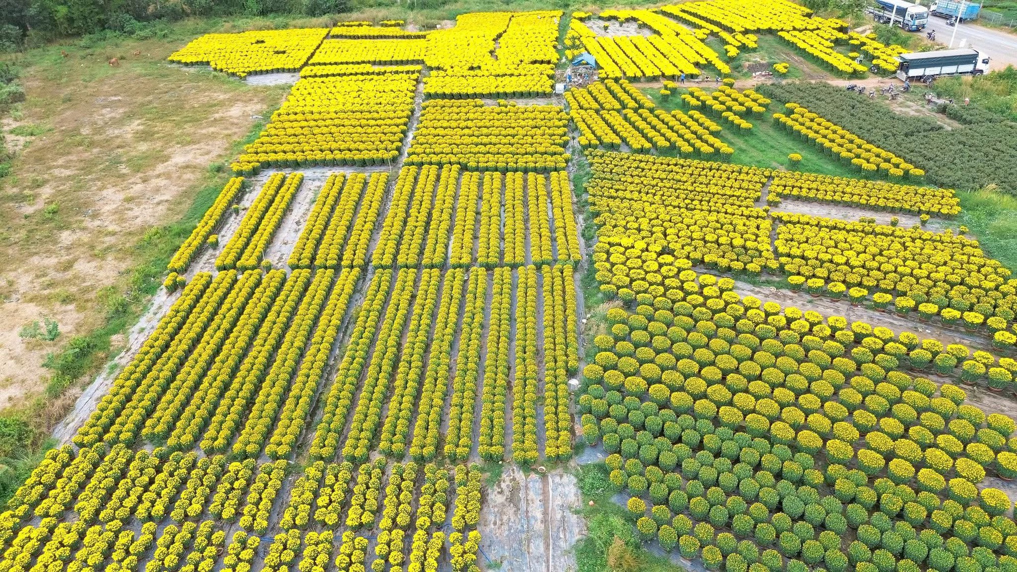 Hoa Tết v&agrave;o m&ugrave;a cao điểm: Rộn r&agrave;ng xe hoa, thấp thỏm nỗi lo - Ảnh 1.