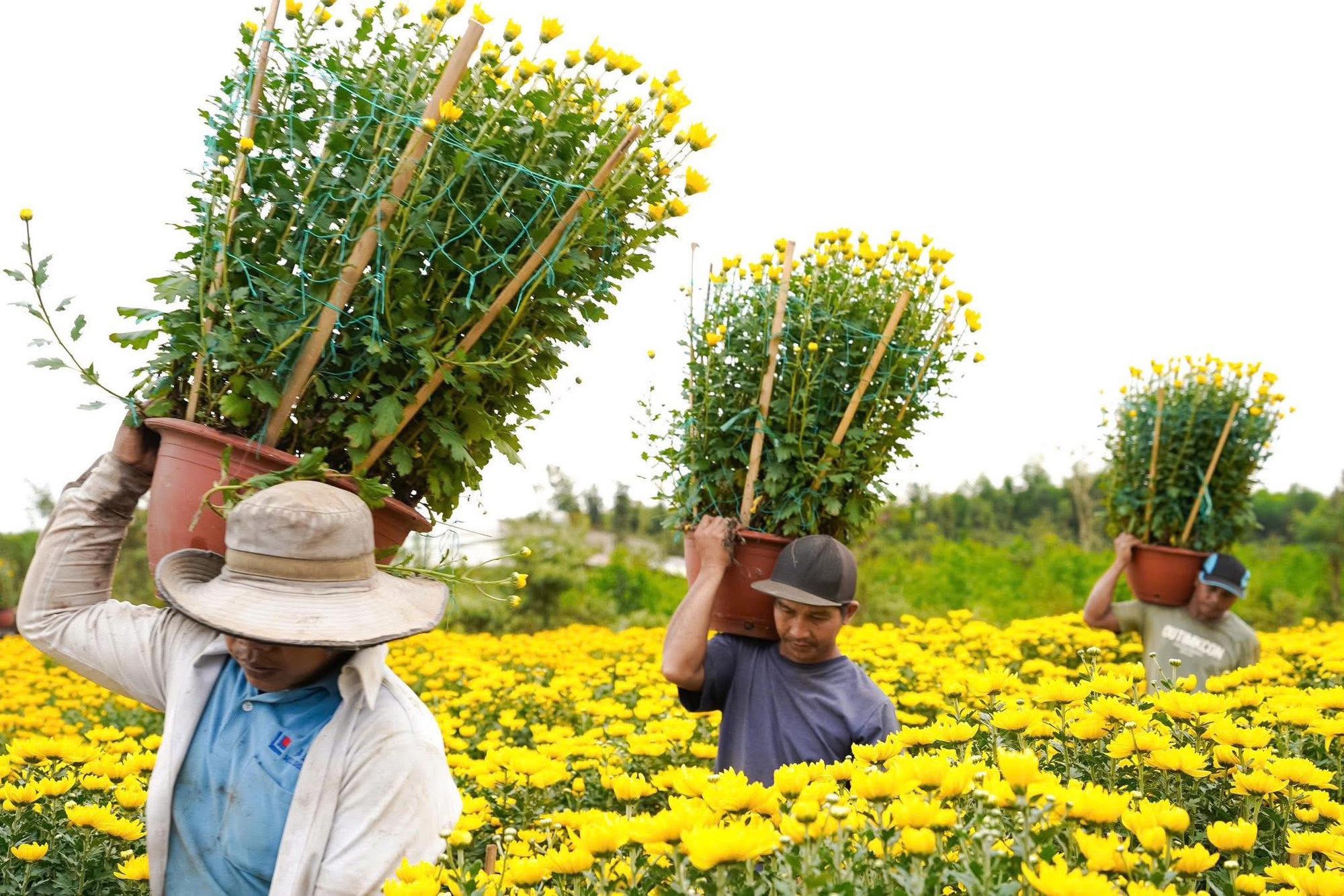 Hoa Tết v&agrave;o m&ugrave;a cao điểm: Rộn r&agrave;ng xe hoa, thấp thỏm nỗi lo - Ảnh 7.