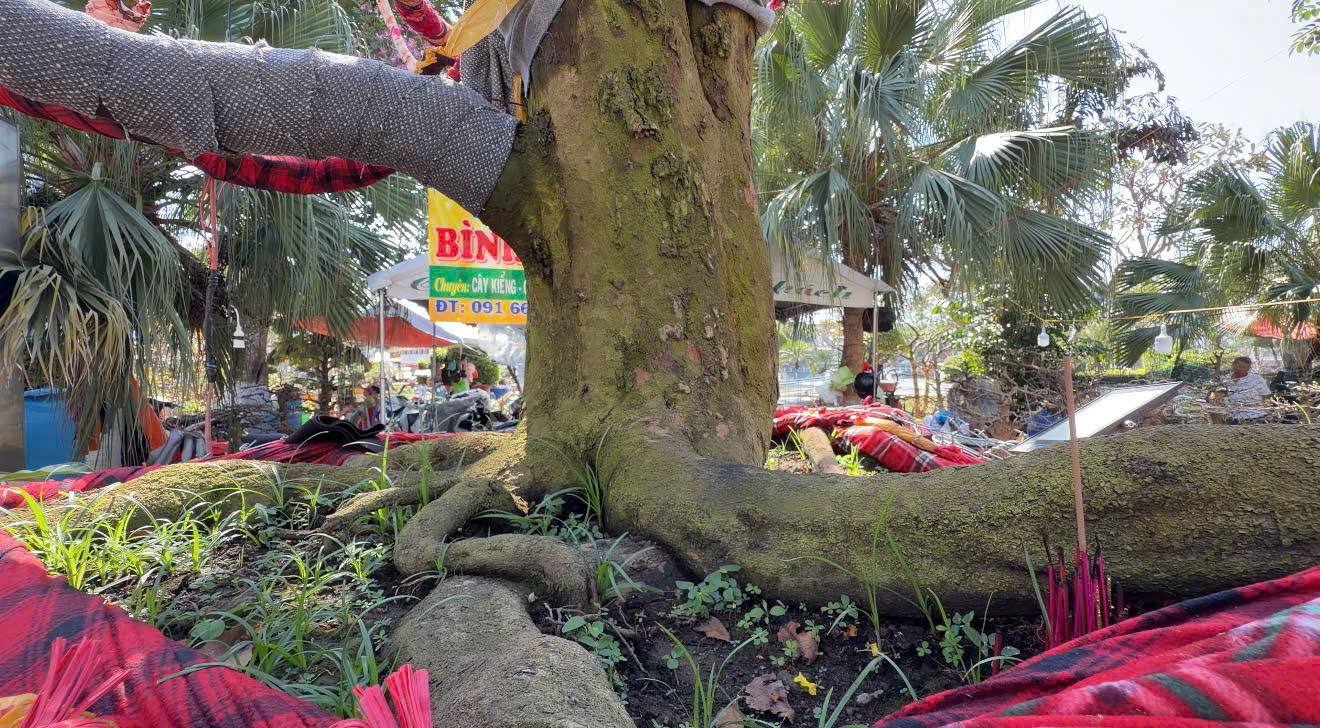 Cây mai vàng “ Nghinh Xuân Bính Ngọ ” rao bán 3 , 7 tỉ đồng ở An Giang - Ảnh 2.