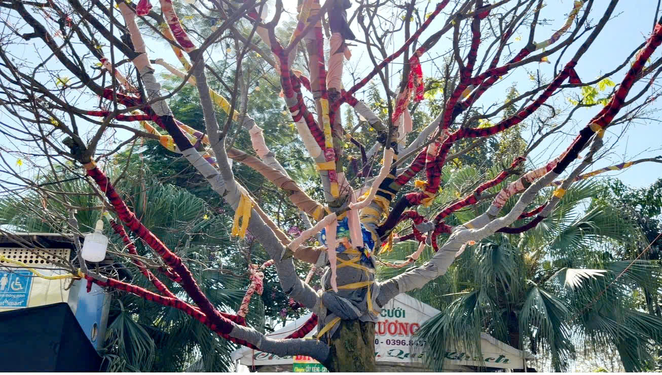 Cây mai vàng “ Nghinh Xuân Bính Ngọ ” rao bán 3 , 7 tỉ đồng ở An Giang - Ảnh 4.