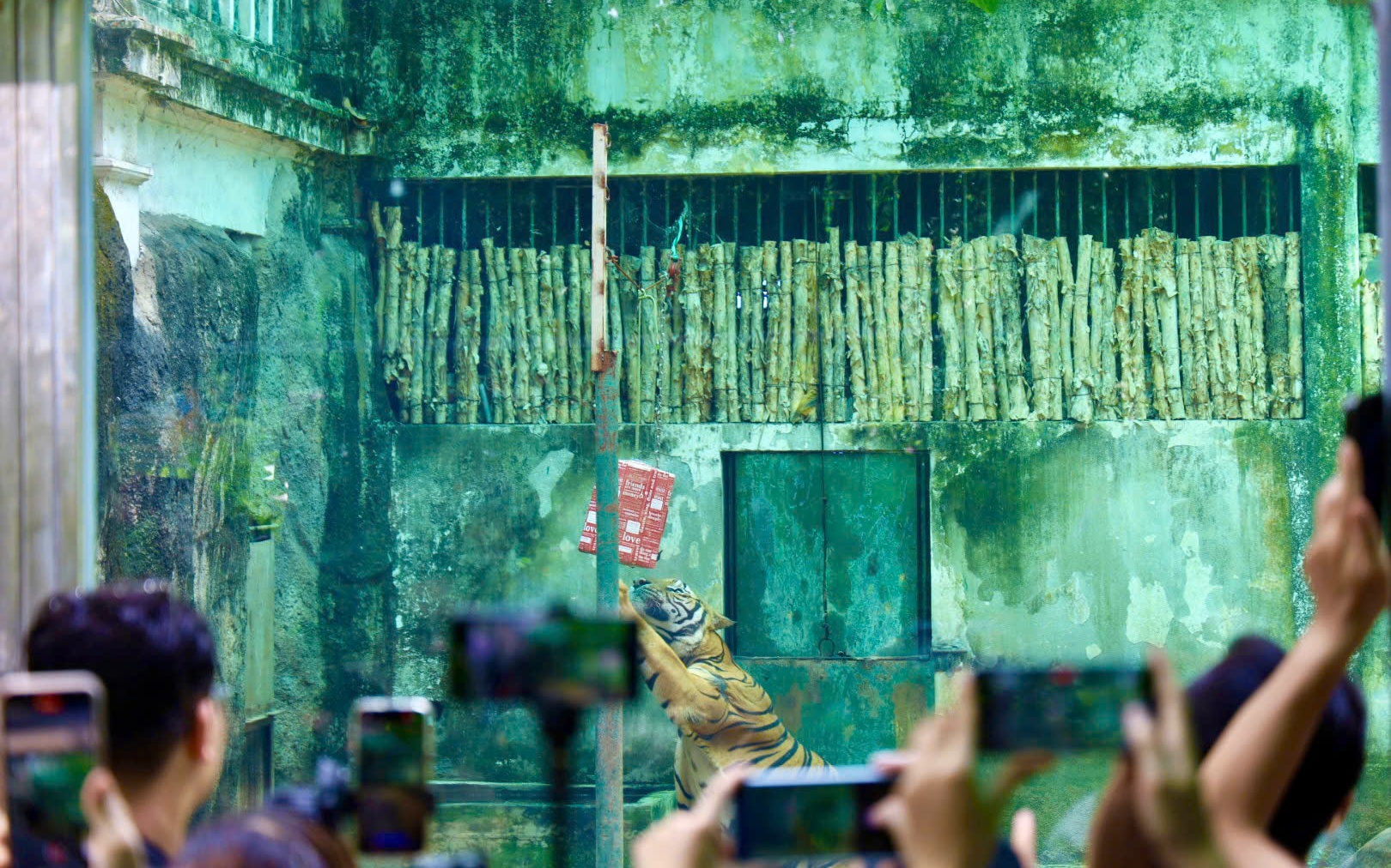 Người d&acirc;n đổ x&ocirc; về Thảo Cầm Vi&ecirc;n m&ugrave;ng 2 Tết B&iacute;nh Ngọ - Ảnh 2.