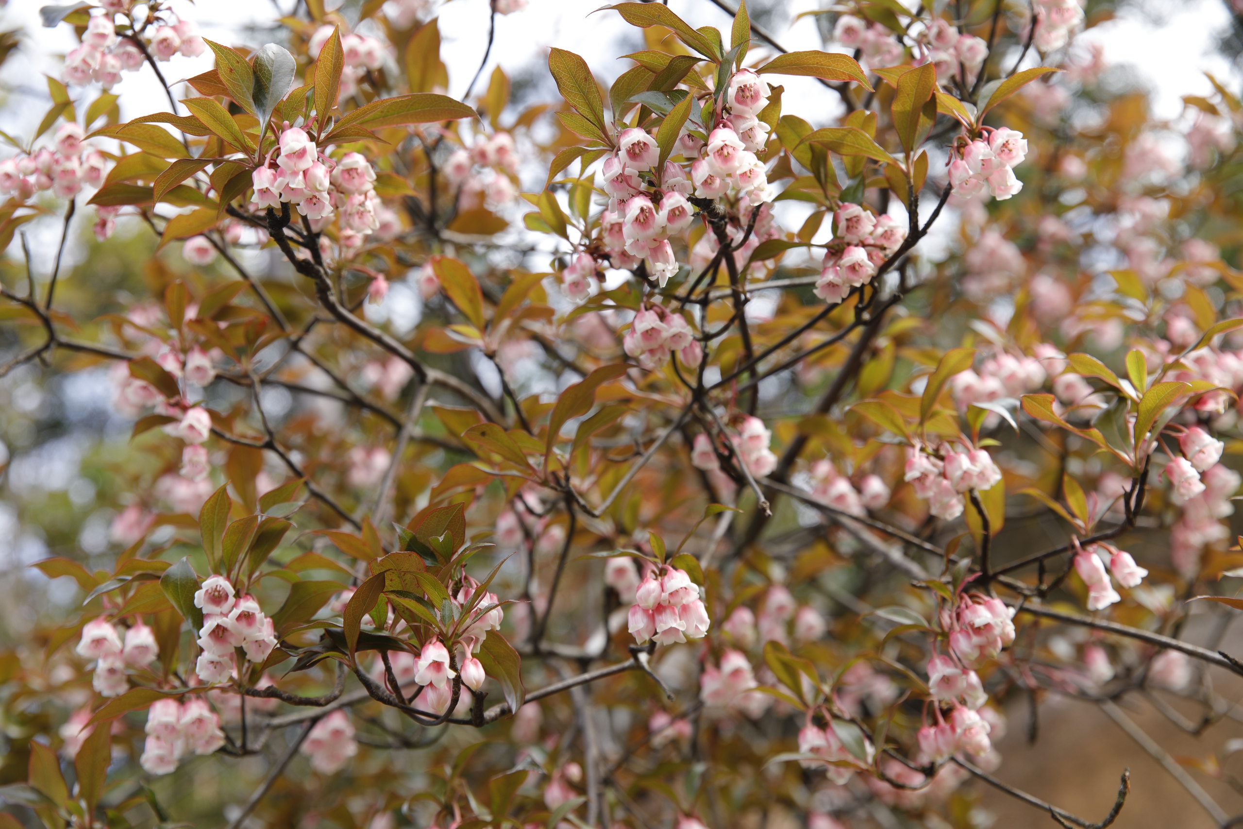 Du xuân trên "nóc nhà Quảng Trị" giữa mây Trường Sơn - Ảnh 6.