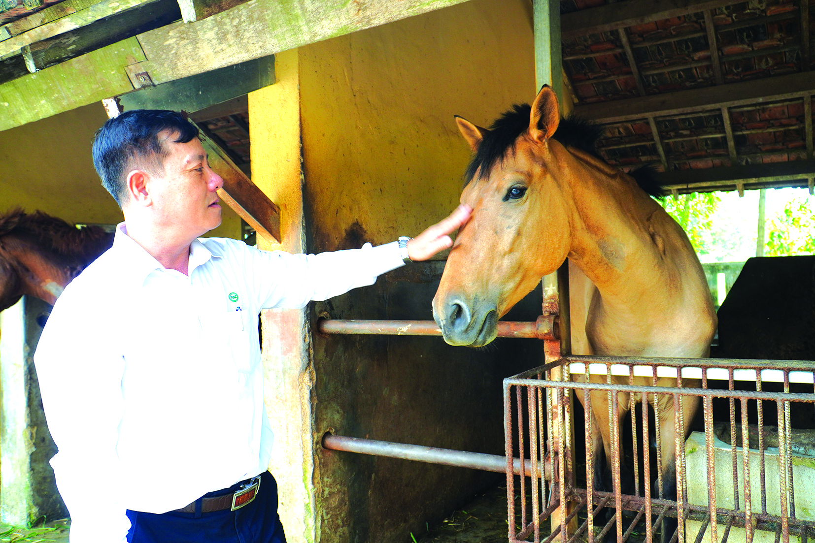 130 năm nuôi ngựa cứu người - Ảnh 2.