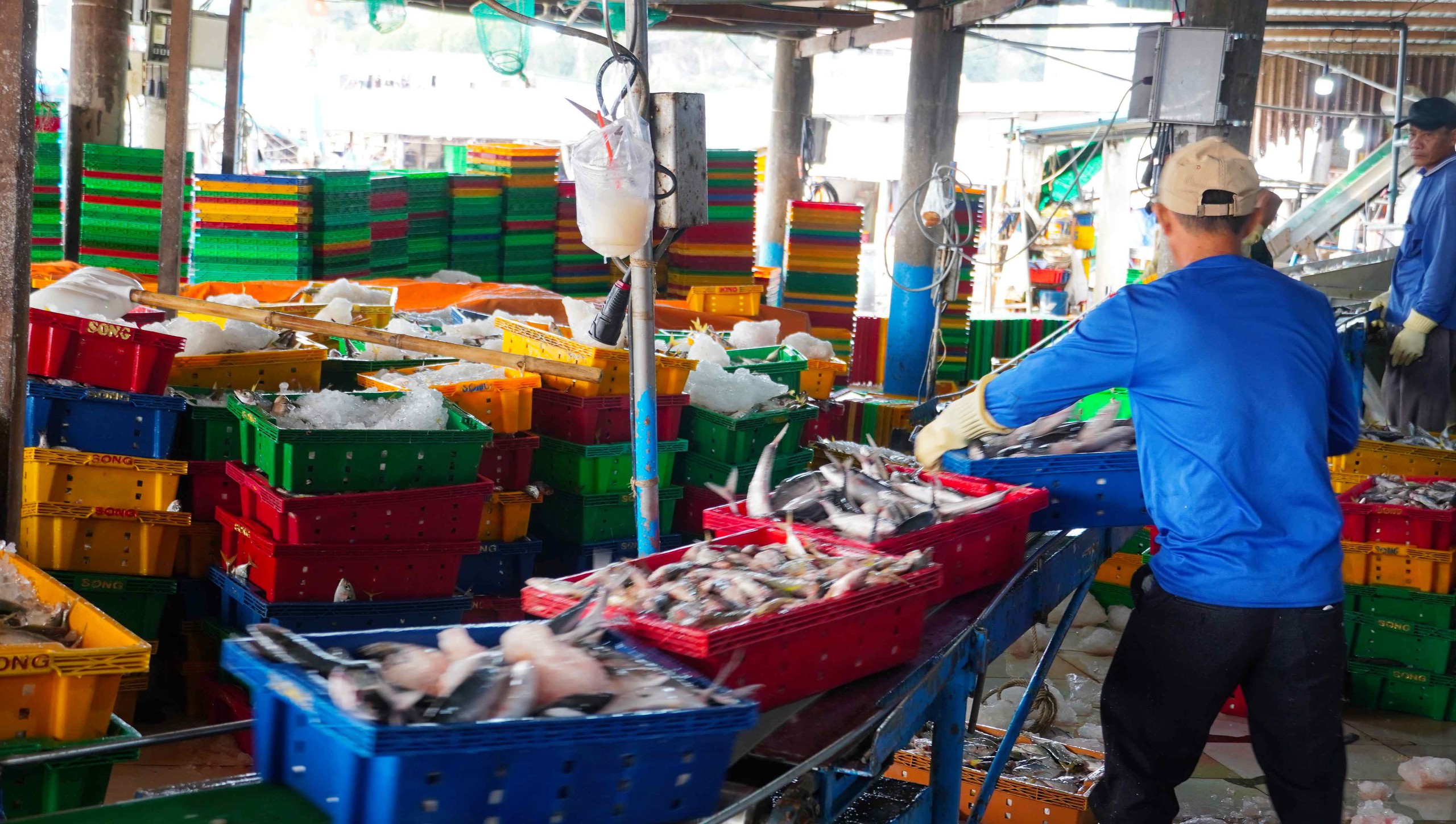 Ngư d&acirc;n TPHCM phấn khởi với chuyến biển cuối năm 2026 - Ảnh 5.