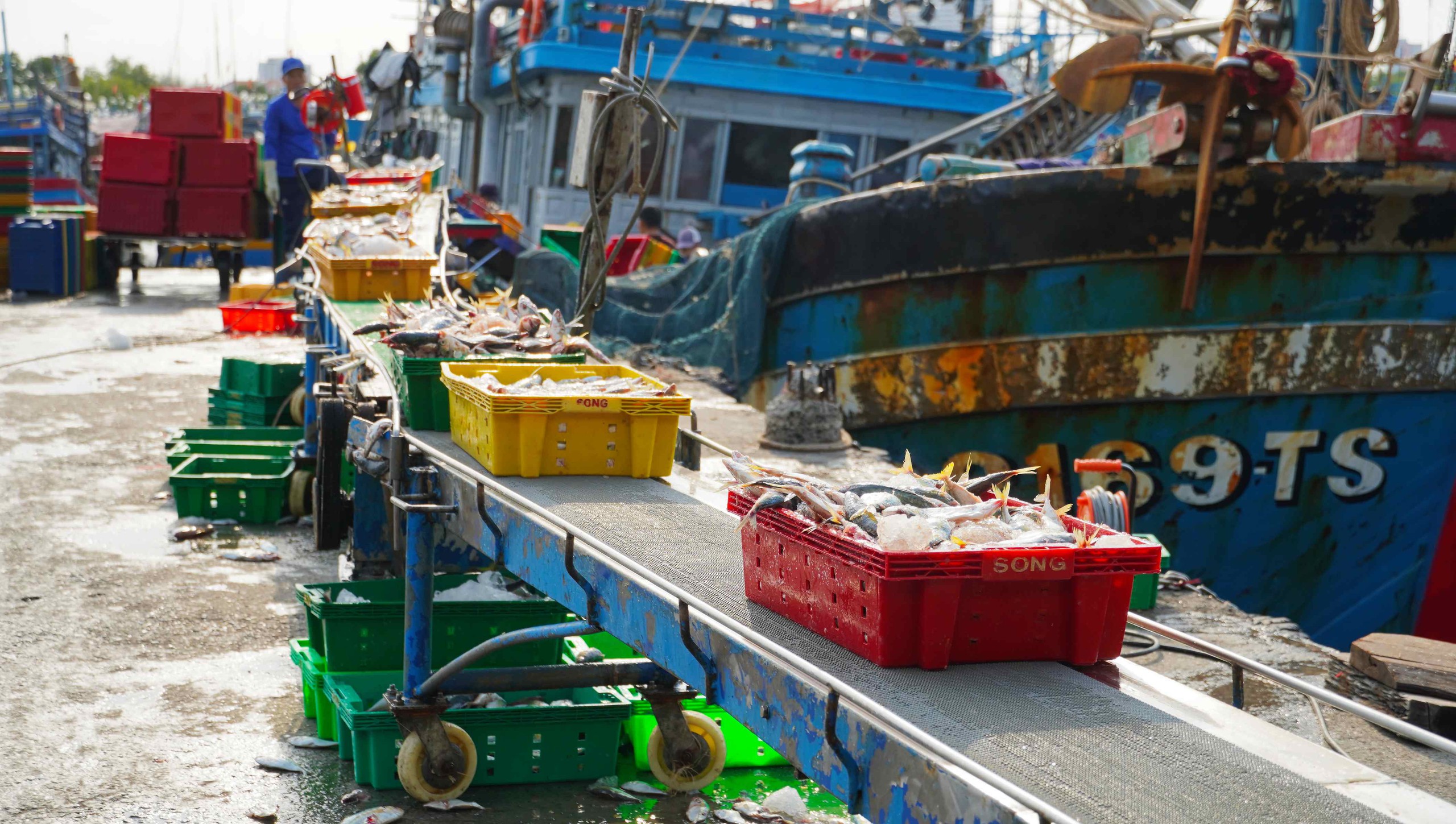 Ngư d&acirc;n TPHCM phấn khởi với chuyến biển cuối năm 2026 - Ảnh 3.