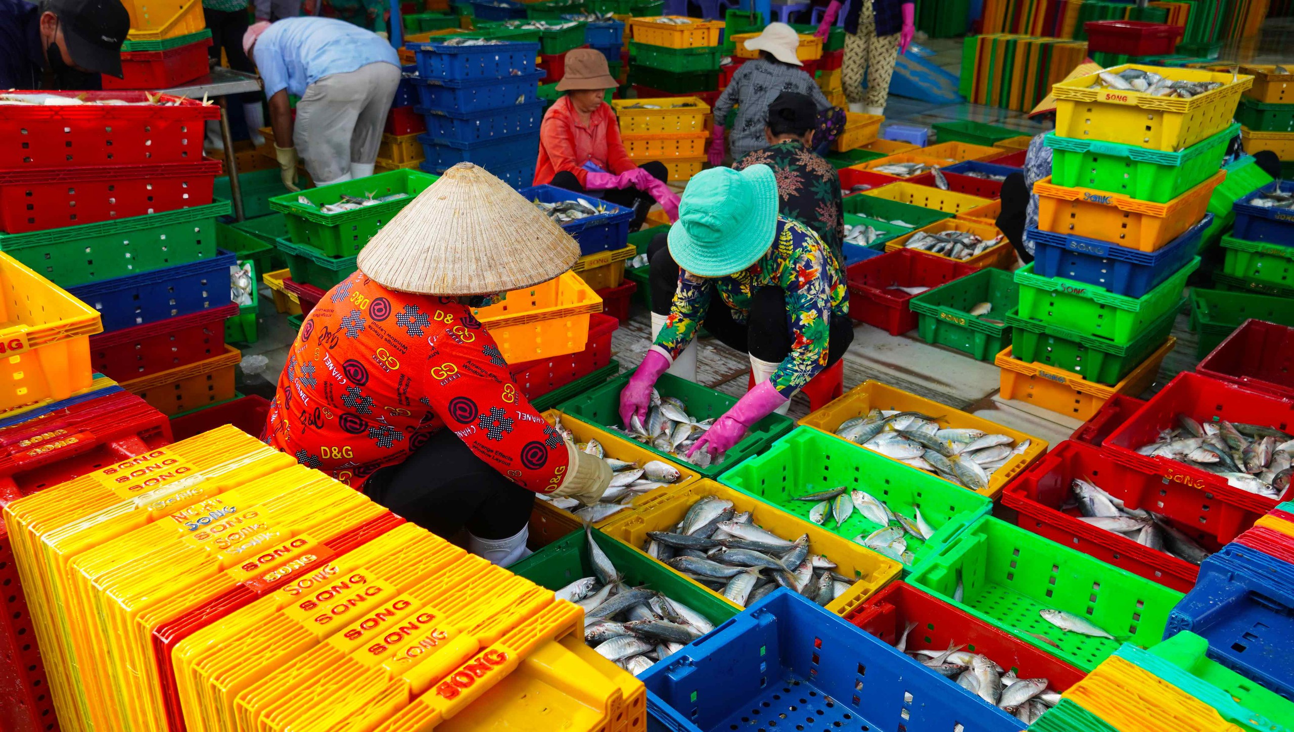 Ngư d&acirc;n TPHCM phấn khởi với chuyến biển cuối năm 2026 - Ảnh 6.