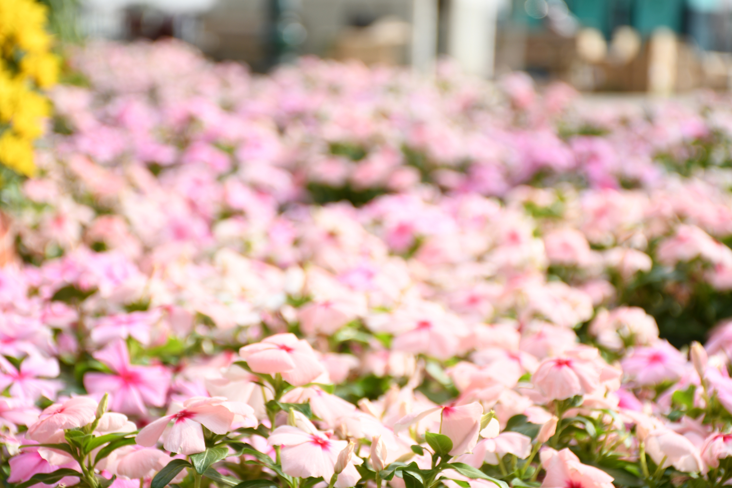 Linh vật ngựa mã đáo thành công đón Xuân 2026 ven sông Đồng Nai - Ảnh 14.