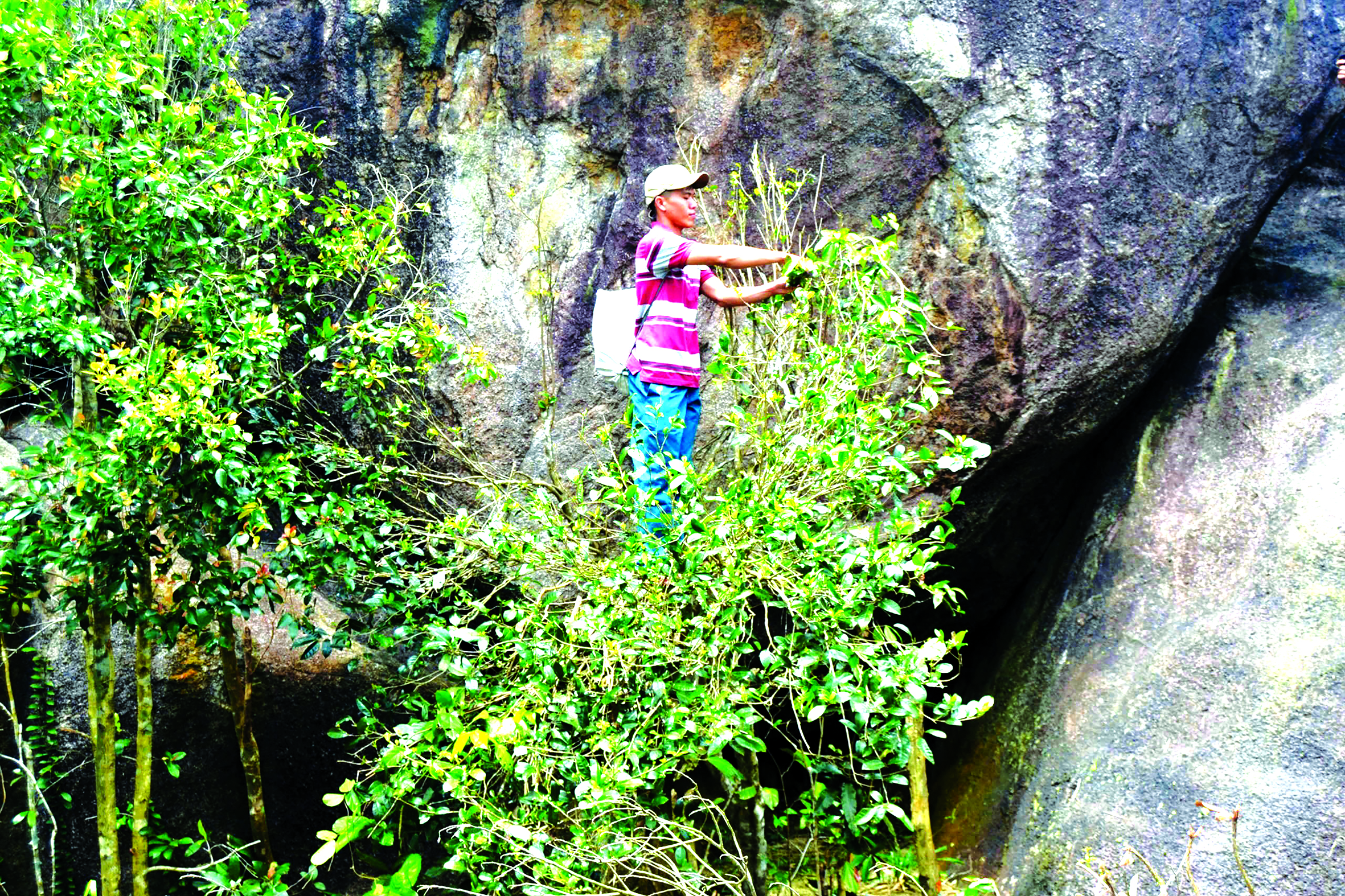 Độc đáo trà Mã Dọ - Ảnh 1.