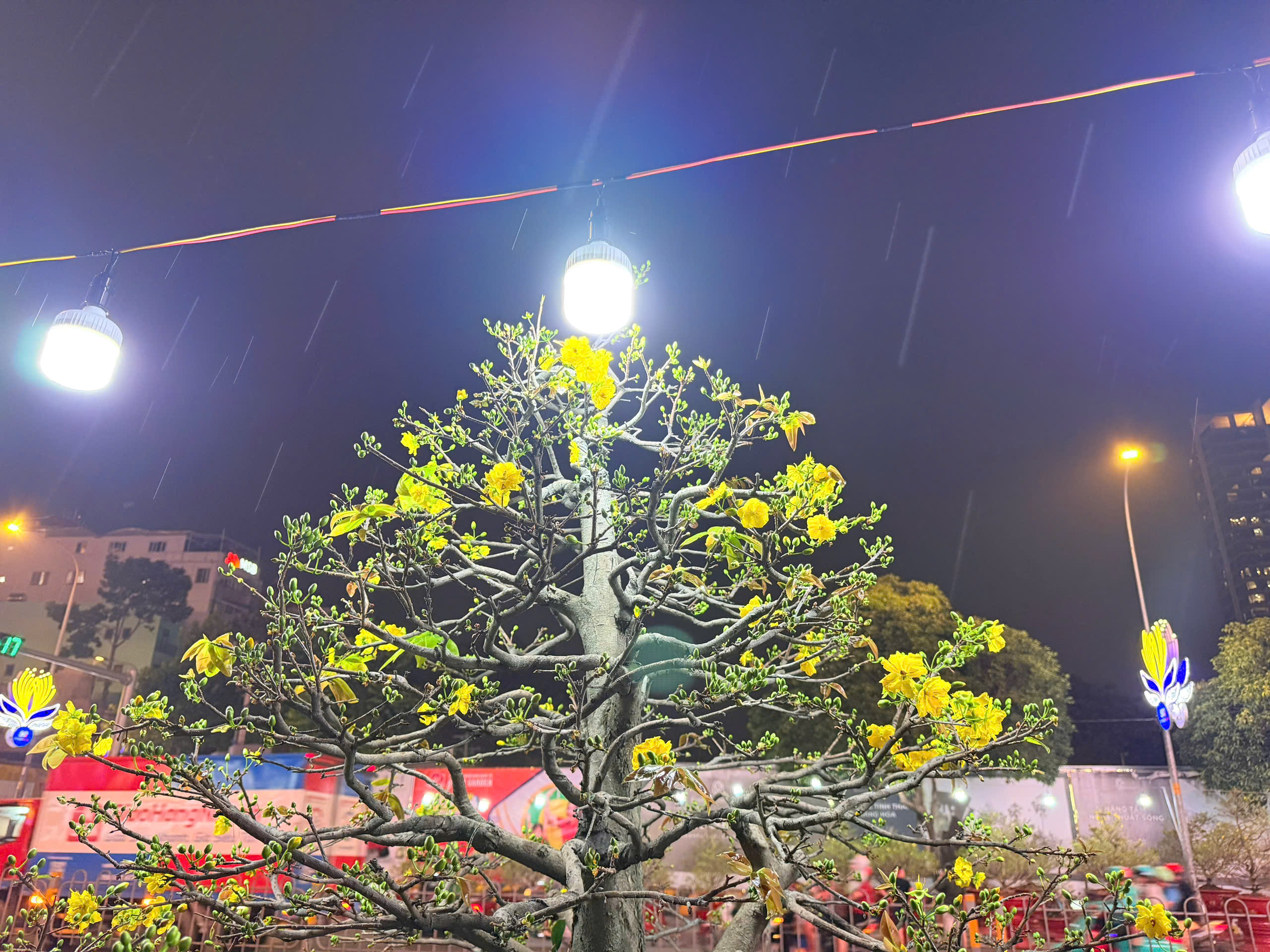 Chuyện thu&ecirc; mai ng&agrave;y Tết v&agrave; những vui buồn &iacute;t ai thấu hiểu - Ảnh 2.