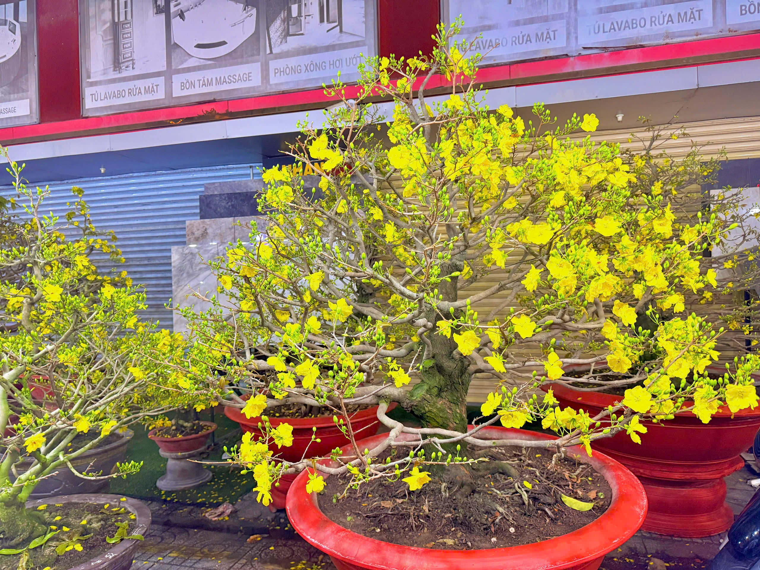 Chuyện thu&ecirc; mai ng&agrave;y Tết v&agrave; những vui buồn &iacute;t ai thấu hiểu - Ảnh 5.