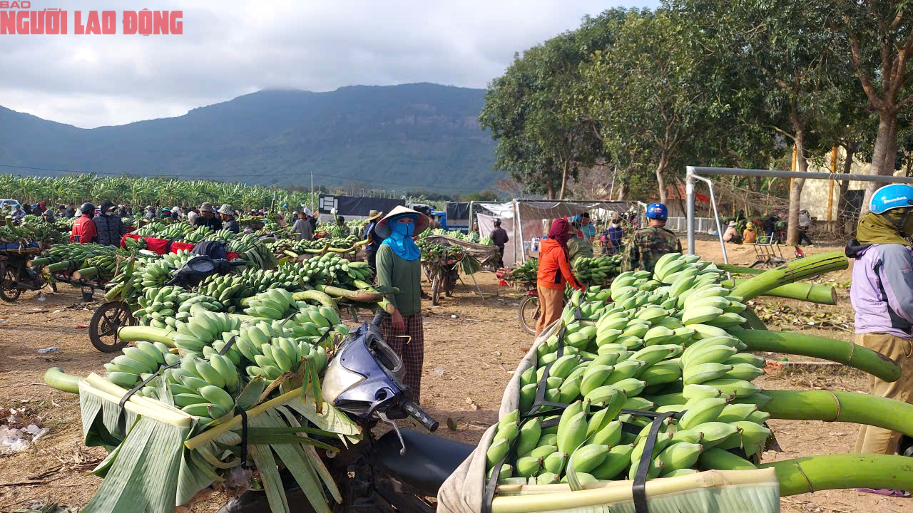 Về điểm tập kết mới, chợ chuối mật mốc ở Quảng Trị hoạt động ra sao trong dịp cận Tết? - Ảnh 1. Về điểm tập kết mới, chợ chuối mật mốc ở Quảng Trị hoạt động ra sao trong dịp cận Tết? - Ảnh 1.