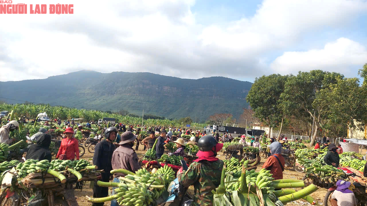 Về điểm tập kết mới, chợ chuối mật mốc ở Quảng Trị hoạt động ra sao trong dịp cận Tết? - Ảnh 2. Về điểm tập kết mới, chợ chuối mật mốc ở Quảng Trị hoạt động ra sao trong dịp cận Tết? - Ảnh 2.
