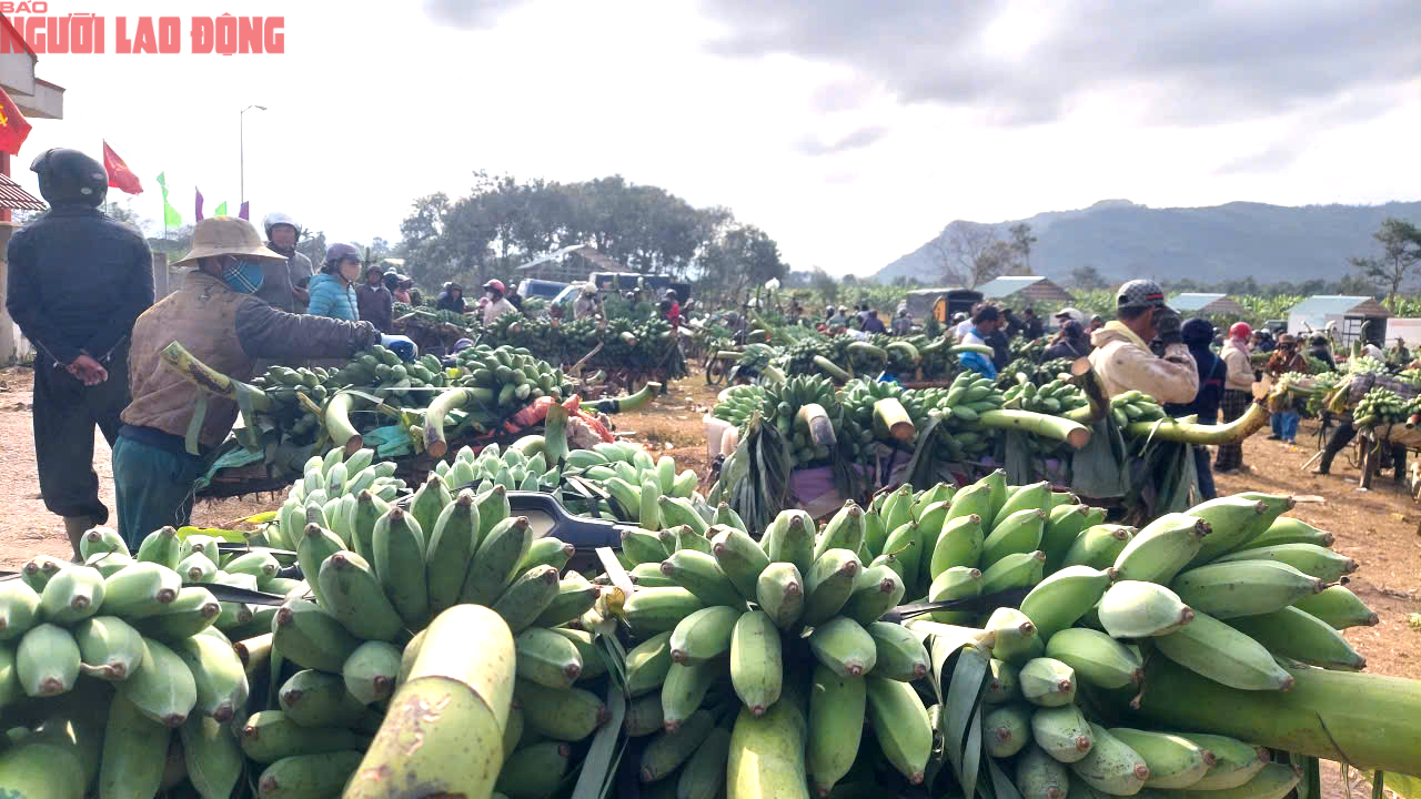 Về điểm tập kết mới, chợ chuối mật mốc ở Quảng Trị hoạt động ra sao trong dịp cận Tết? - Ảnh 3. Về điểm tập kết mới, chợ chuối mật mốc ở Quảng Trị hoạt động ra sao trong dịp cận Tết? - Ảnh 3.