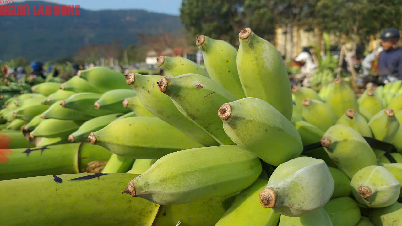 Về điểm tập kết mới, chợ chuối mật mốc ở Quảng Trị hoạt động ra sao trong dịp cận Tết? - Ảnh 5. Về điểm tập kết mới, chợ chuối mật mốc ở Quảng Trị hoạt động ra sao trong dịp cận Tết? - Ảnh 5.