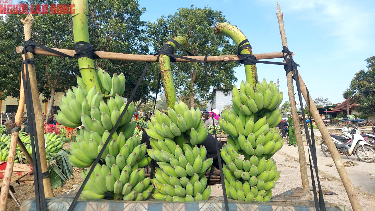 Về điểm tập kết mới, chợ chuối mật mốc ở Quảng Trị hoạt động ra sao trong dịp cận Tết? - Ảnh 6. Về điểm tập kết mới, chợ chuối mật mốc ở Quảng Trị hoạt động ra sao trong dịp cận Tết? - Ảnh 6.