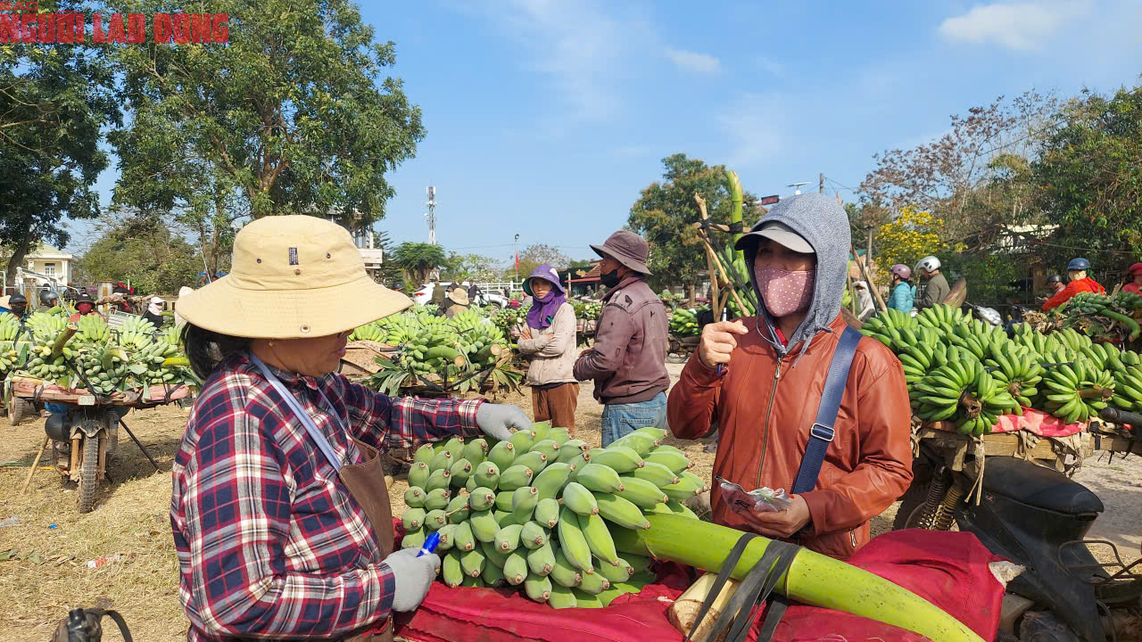 Về điểm tập kết mới, chợ chuối mật mốc ở Quảng Trị hoạt động ra sao trong dịp cận Tết? - Ảnh 7. Về điểm tập kết mới, chợ chuối mật mốc ở Quảng Trị hoạt động ra sao trong dịp cận Tết? - Ảnh 7.