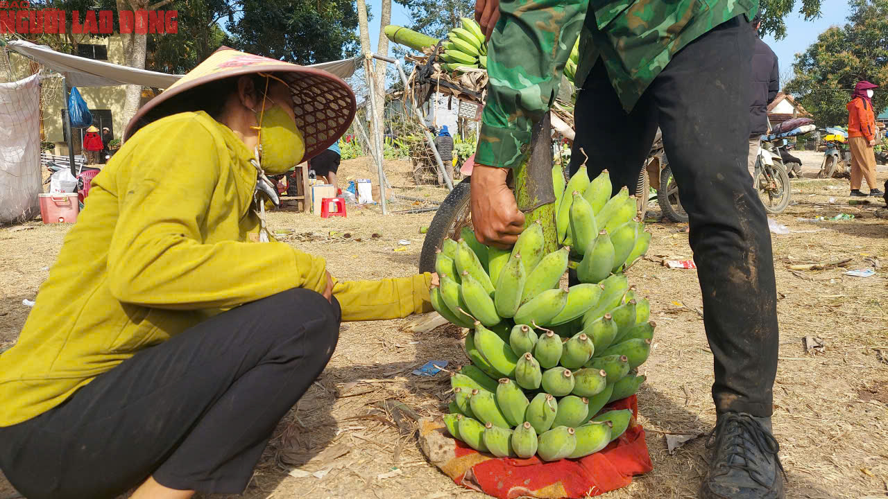 Về điểm tập kết mới, chợ chuối mật mốc ở Quảng Trị hoạt động ra sao trong dịp cận Tết? - Ảnh 8. Về điểm tập kết mới, chợ chuối mật mốc ở Quảng Trị hoạt động ra sao trong dịp cận Tết? - Ảnh 8.