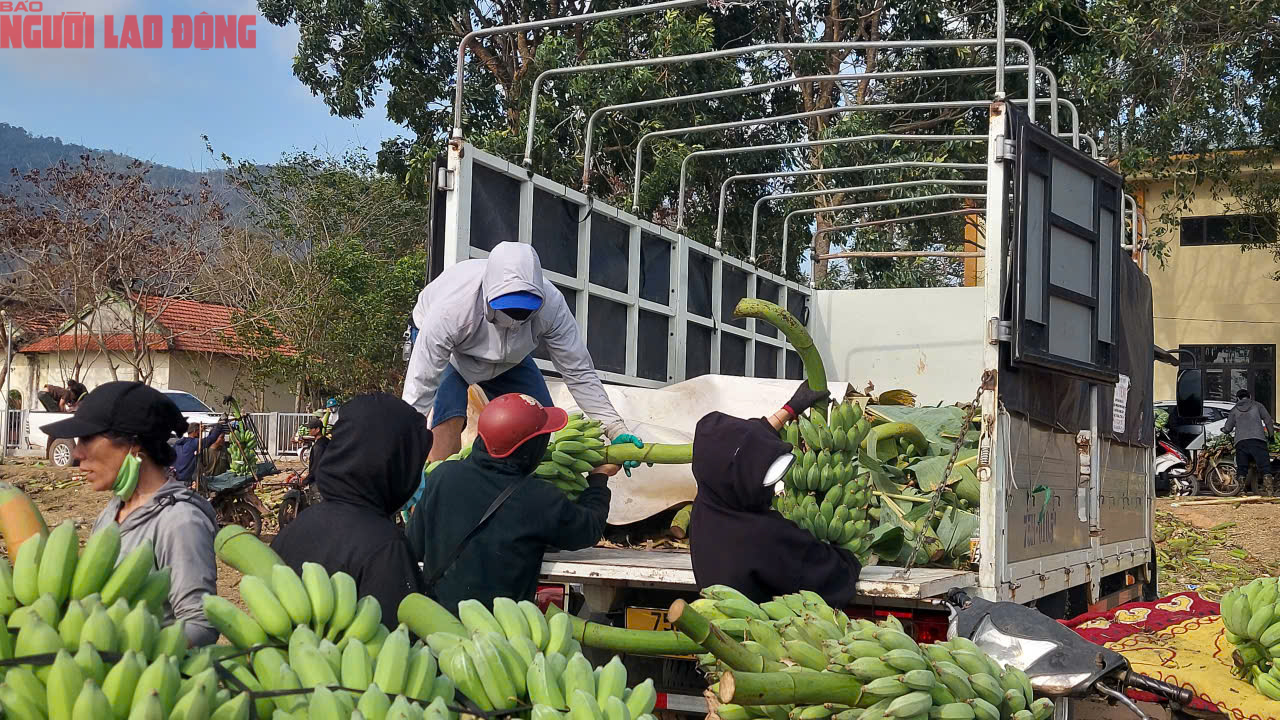 Về điểm tập kết mới, chợ chuối mật mốc ở Quảng Trị hoạt động ra sao trong dịp cận Tết? - Ảnh 12. Về điểm tập kết mới, chợ chuối mật mốc ở Quảng Trị hoạt động ra sao trong dịp cận Tết? - Ảnh 12.