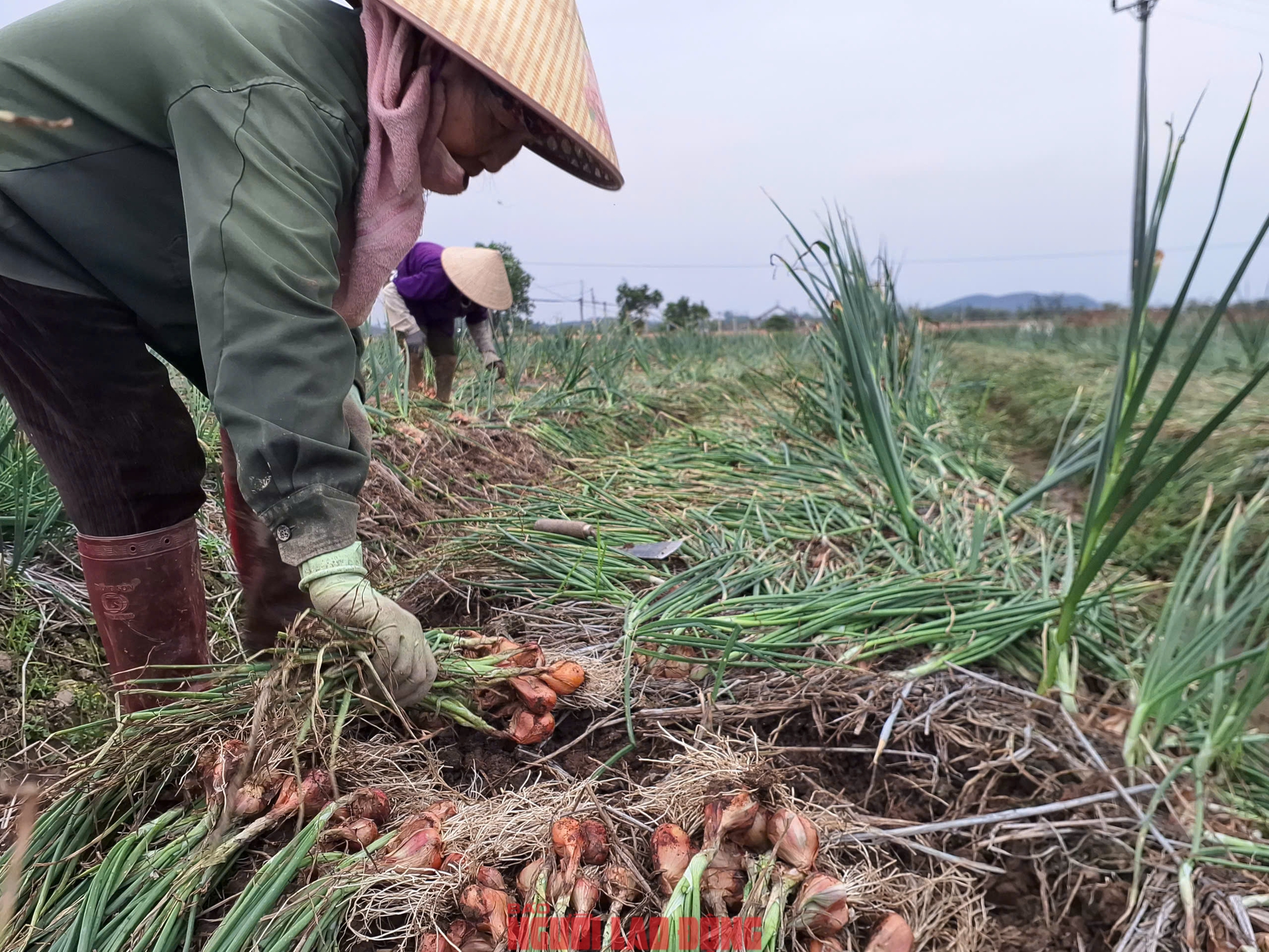 Hành rẻ như cho , nông dân Hải Phòng khóc ròng vì giá hành thấp - Ảnh 1. Hành rẻ như cho , nông dân Hải Phòng khóc ròng vì giá hành thấp - Ảnh 1.