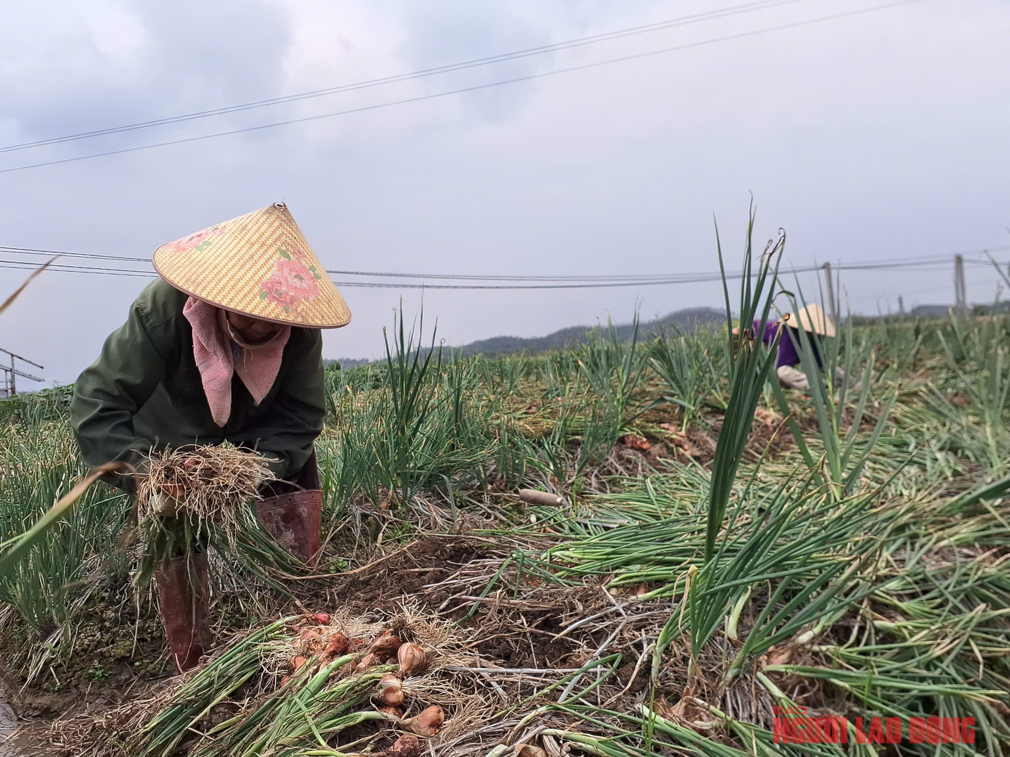 Hành rẻ như cho , nông dân Hải Phòng khóc ròng vì giá hành thấp - Ảnh 3. Hành rẻ như cho , nông dân Hải Phòng khóc ròng vì giá hành thấp - Ảnh 3.