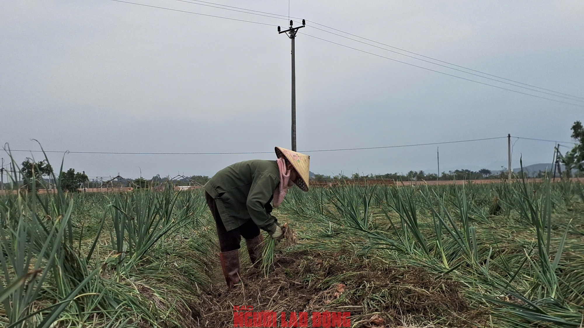 Hành rẻ như cho , nông dân Hải Phòng khóc ròng vì giá hành thấp - Ảnh 6. Hành rẻ như cho , nông dân Hải Phòng khóc ròng vì giá hành thấp - Ảnh 6.