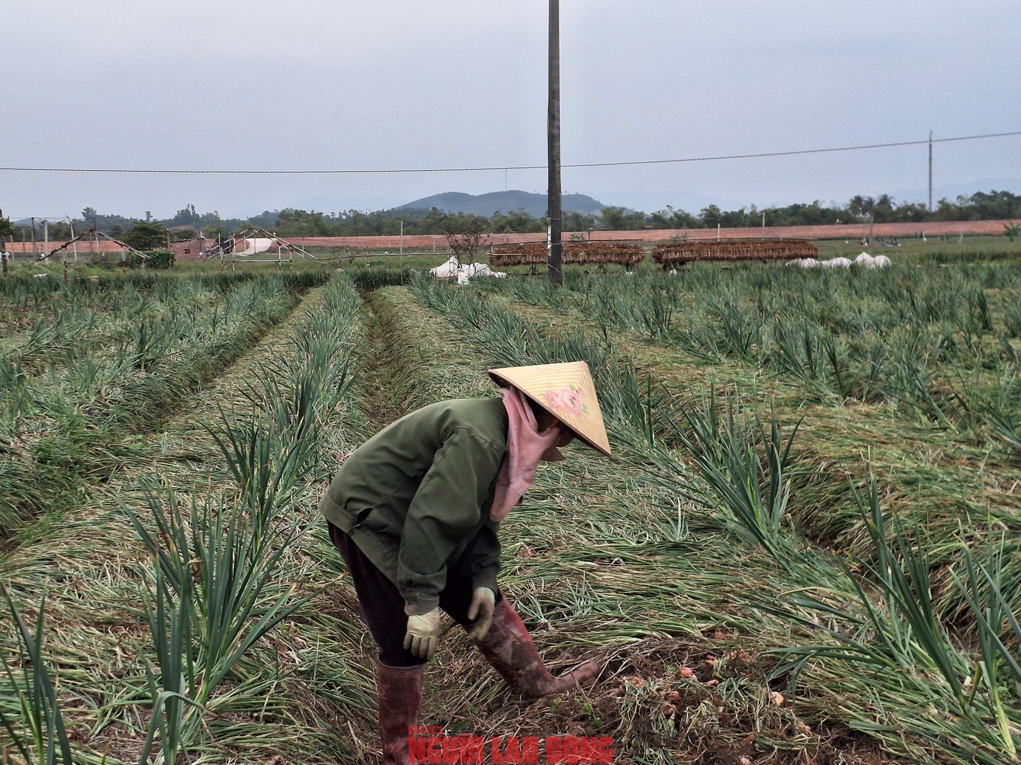 Hành rẻ như cho , nông dân Hải Phòng khóc ròng vì giá hành thấp - Ảnh 7. Hành rẻ như cho , nông dân Hải Phòng khóc ròng vì giá hành thấp - Ảnh 7.