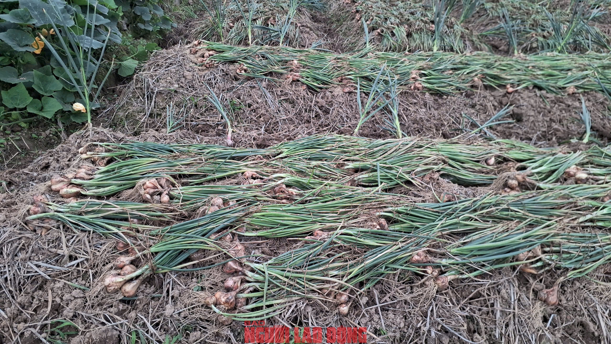 Hành rẻ như cho , nông dân Hải Phòng khóc ròng vì giá hành thấp - Ảnh 8. Hành rẻ như cho , nông dân Hải Phòng khóc ròng vì giá hành thấp - Ảnh 8.