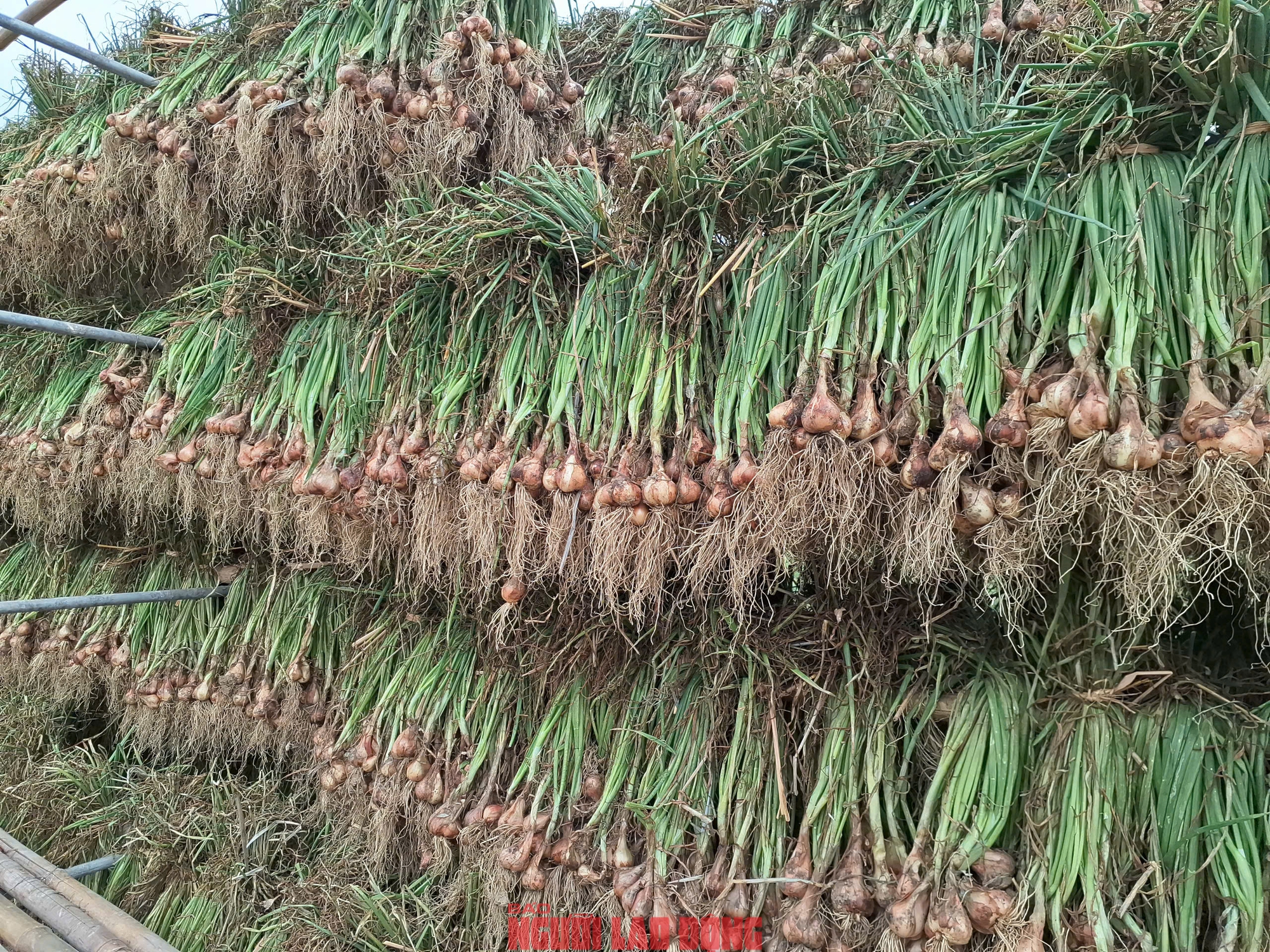 Hành rẻ như cho , nông dân Hải Phòng khóc ròng vì giá hành thấp - Ảnh 9. Hành rẻ như cho , nông dân Hải Phòng khóc ròng vì giá hành thấp - Ảnh 9.