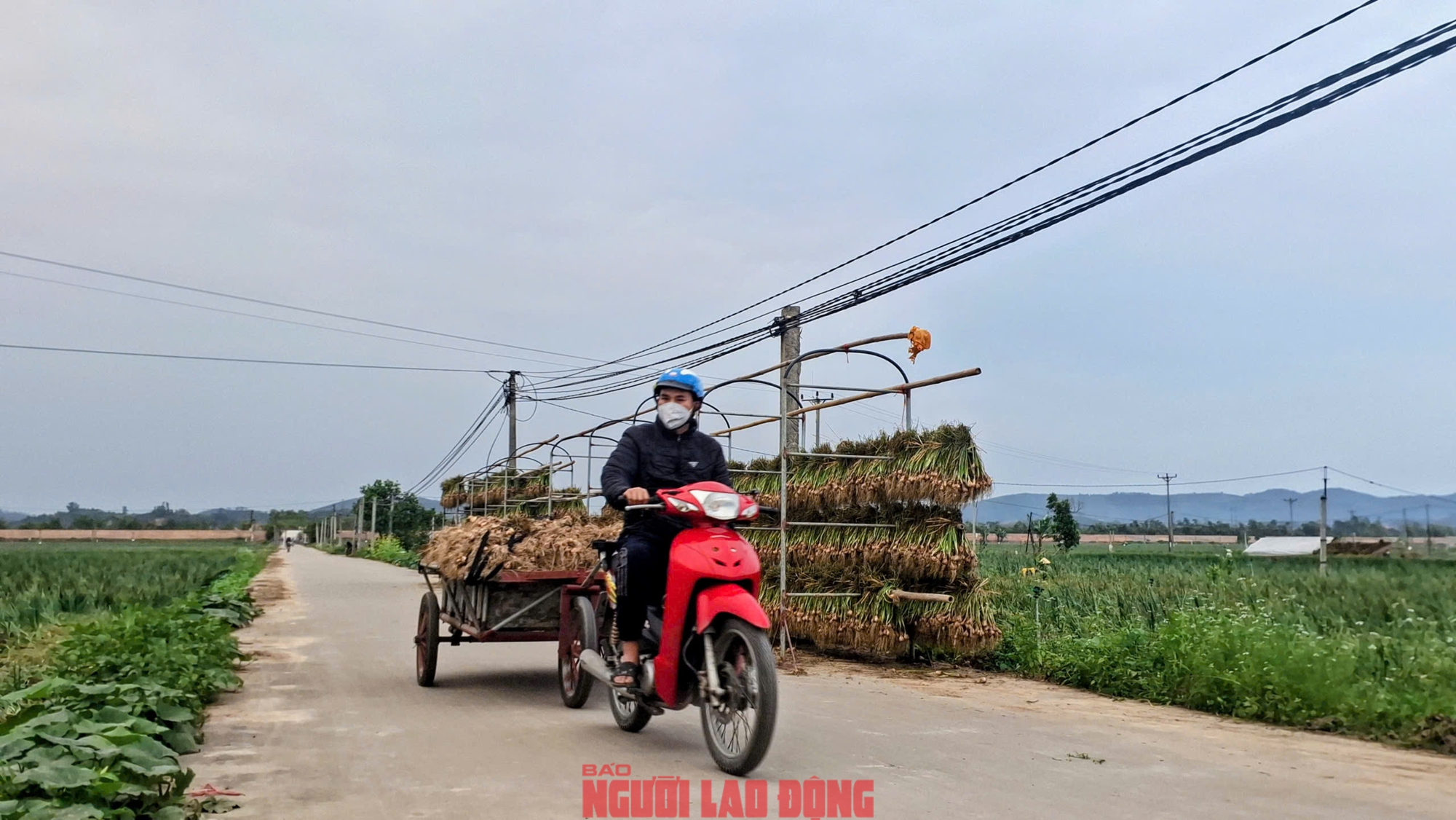 Hành rẻ như cho , nông dân Hải Phòng khóc ròng vì giá hành thấp - Ảnh 10. Hành rẻ như cho , nông dân Hải Phòng khóc ròng vì giá hành thấp - Ảnh 10.
