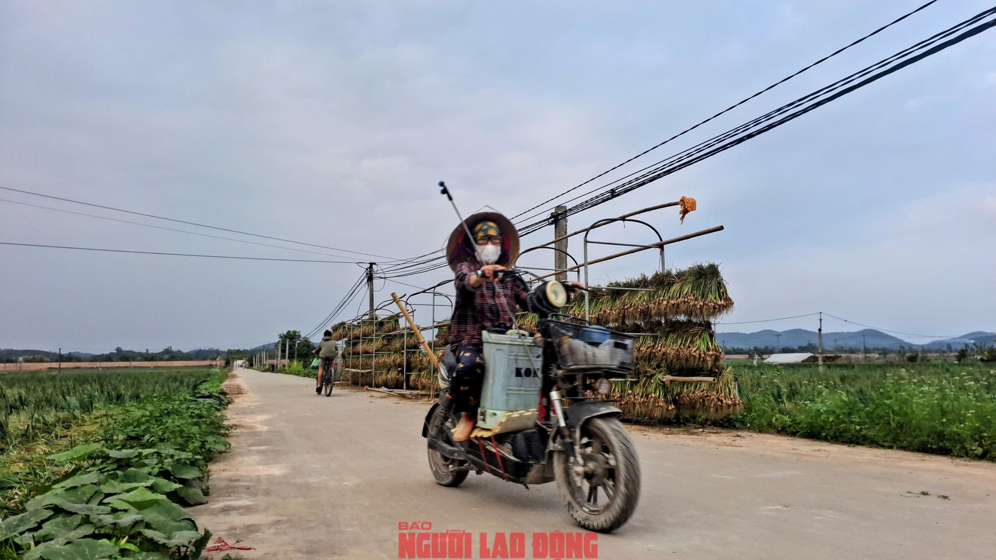 Hành rẻ như cho , nông dân Hải Phòng khóc ròng vì giá hành thấp - Ảnh 5. Hành rẻ như cho , nông dân Hải Phòng khóc ròng vì giá hành thấp - Ảnh 5.