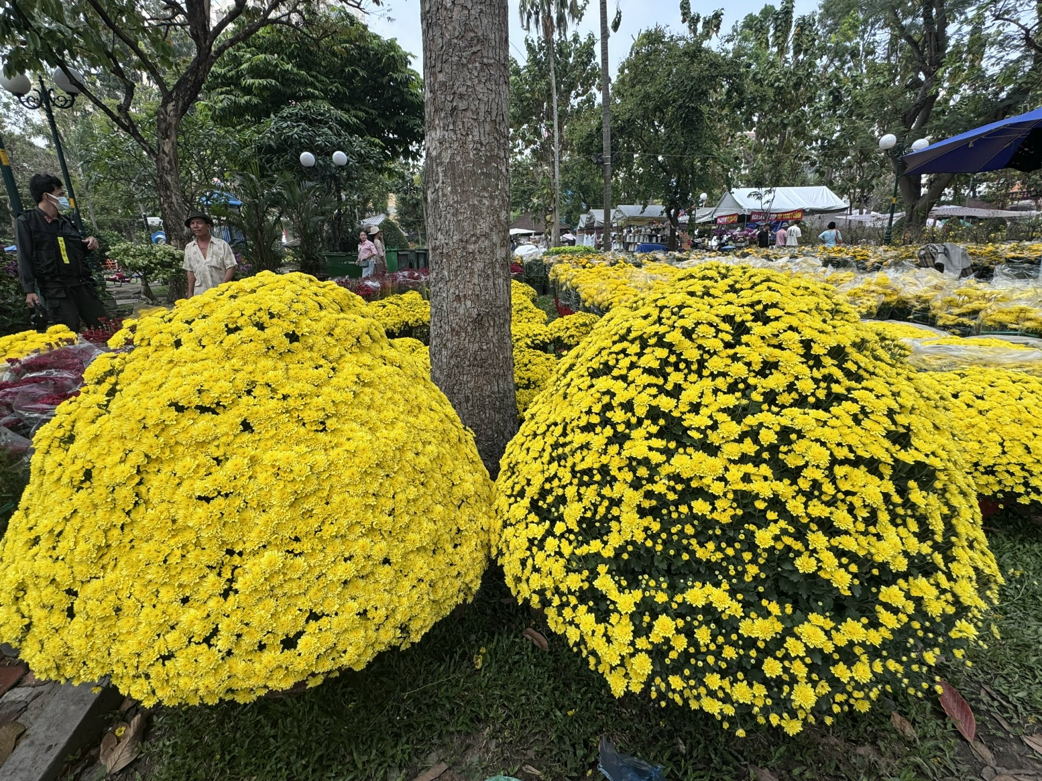 Khám phá các lọai hoa kiểng lạ tại chợ hoa Tết 2026 ở TP HCM - Ảnh 3. Khám phá các lọai hoa kiểng lạ tại chợ hoa Tết 2026 ở TP HCM - Ảnh 3.