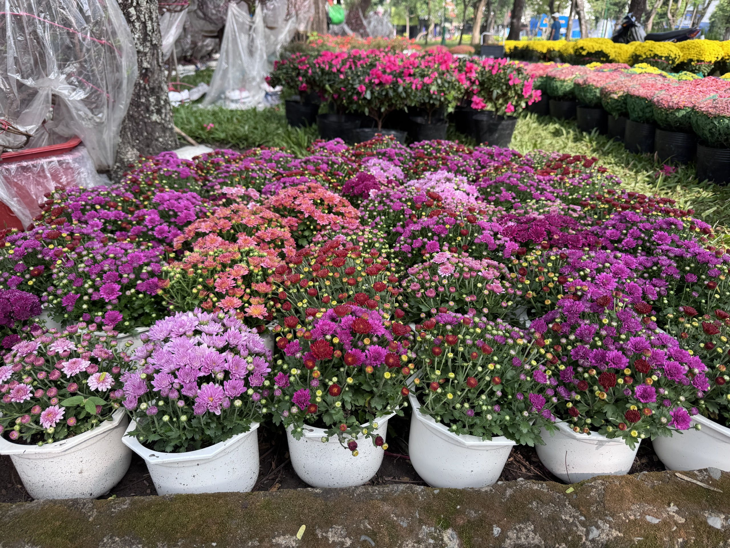 Khám phá các lọai hoa kiểng lạ tại chợ hoa Tết 2026 ở TP HCM - Ảnh 13. Khám phá các lọai hoa kiểng lạ tại chợ hoa Tết 2026 ở TP HCM - Ảnh 13.