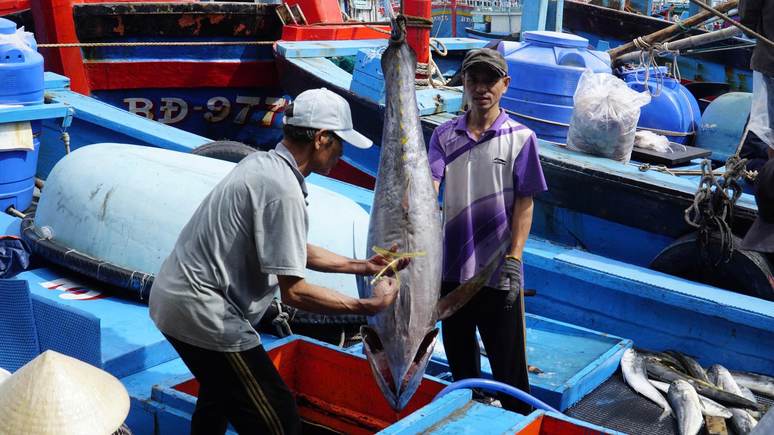 Trúng đậm cá ngừ đại dương, ngư dân Gia Lai vui Tết lớn - Ảnh 3.