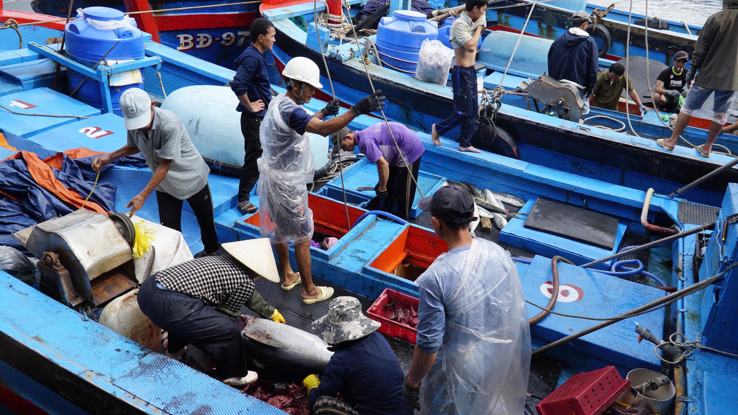 Trúng đậm cá ngừ đại dương, ngư dân Gia Lai vui Tết lớn - Ảnh 1.