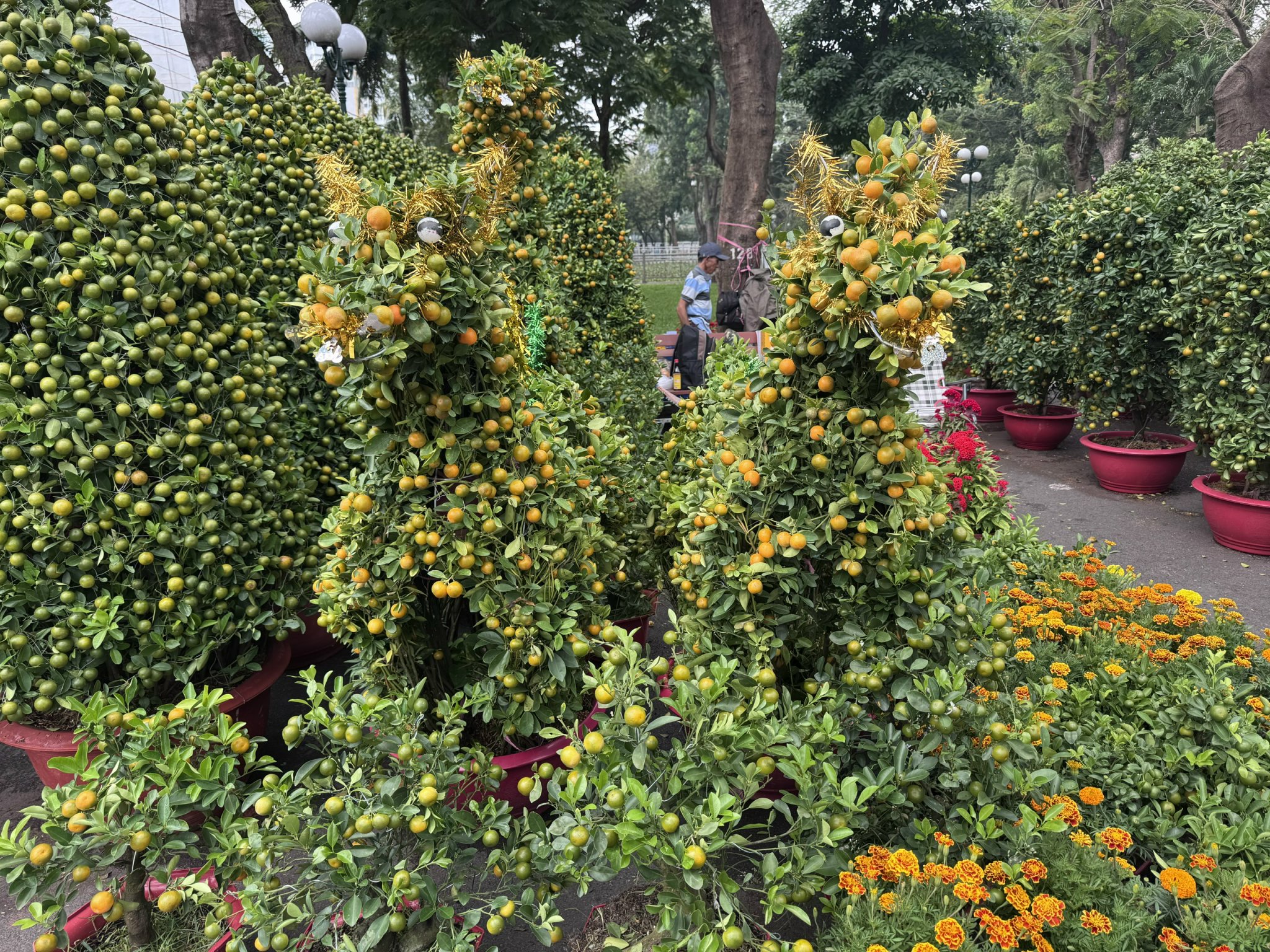 Khám phá các lọai hoa kiểng lạ tại chợ hoa Tết 2026 ở TP HCM - Ảnh 1. Khám phá các lọai hoa kiểng lạ tại chợ hoa Tết 2026 ở TP HCM - Ảnh 1.