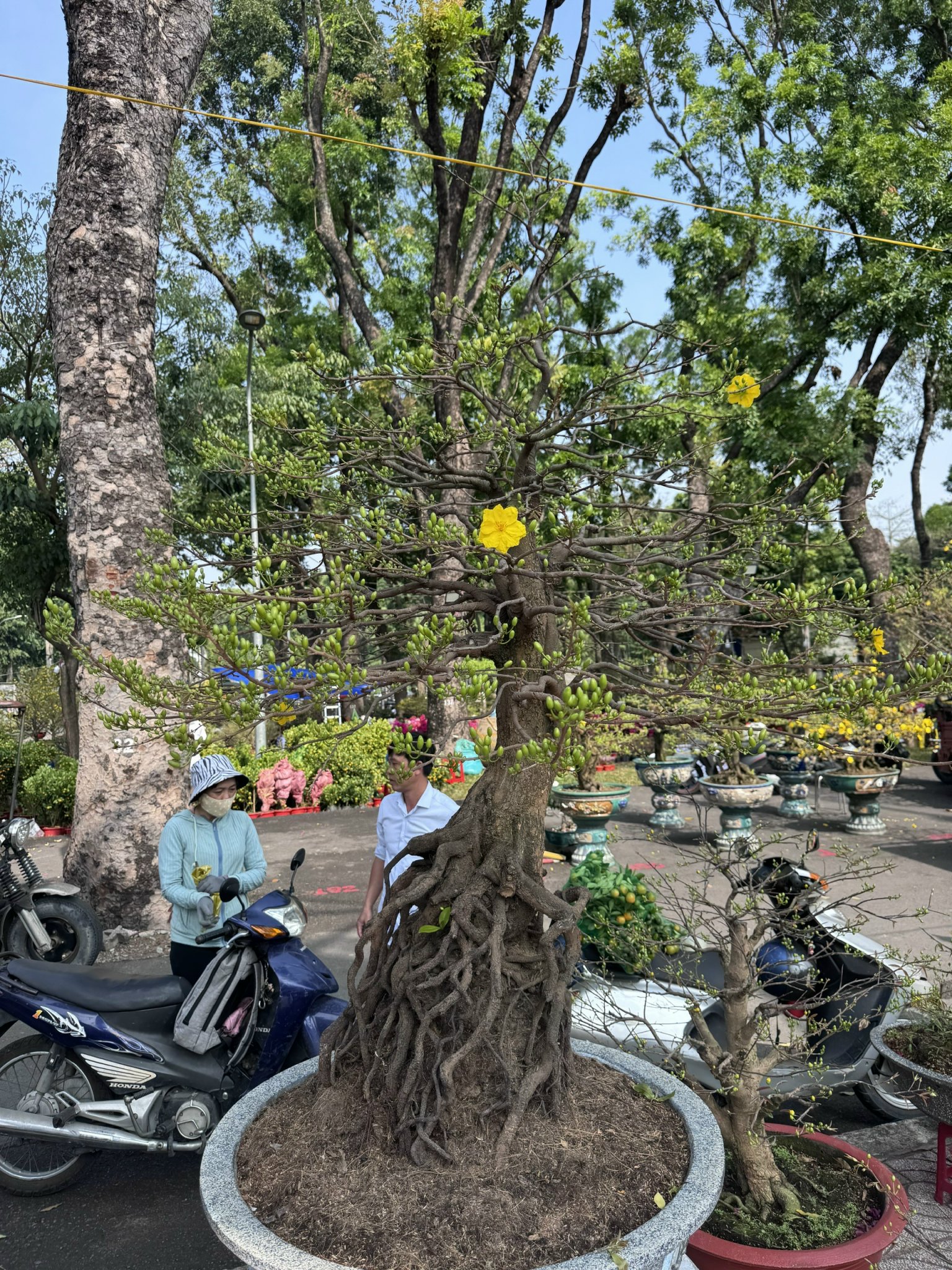 Khám phá các lọai hoa kiểng lạ tại chợ hoa Tết 2026 ở TP HCM - Ảnh 7. Khám phá các lọai hoa kiểng lạ tại chợ hoa Tết 2026 ở TP HCM - Ảnh 7.