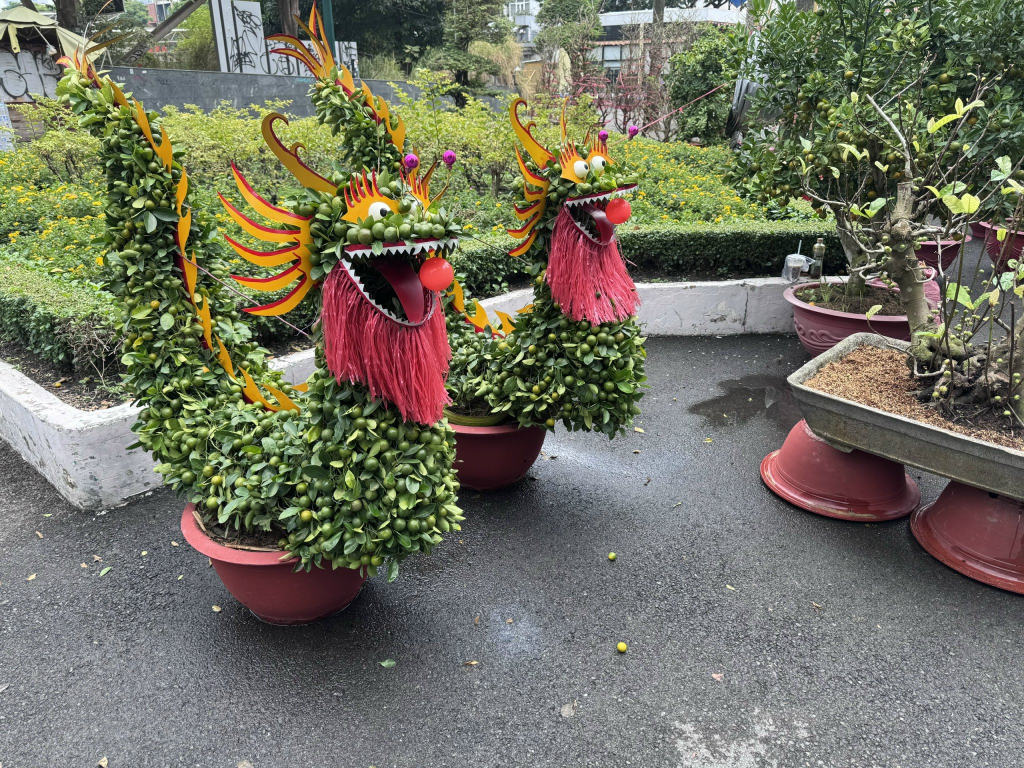 Khám phá các lọai hoa kiểng lạ tại chợ hoa Tết 2026 ở TP HCM - Ảnh 2. Khám phá các lọai hoa kiểng lạ tại chợ hoa Tết 2026 ở TP HCM - Ảnh 2.