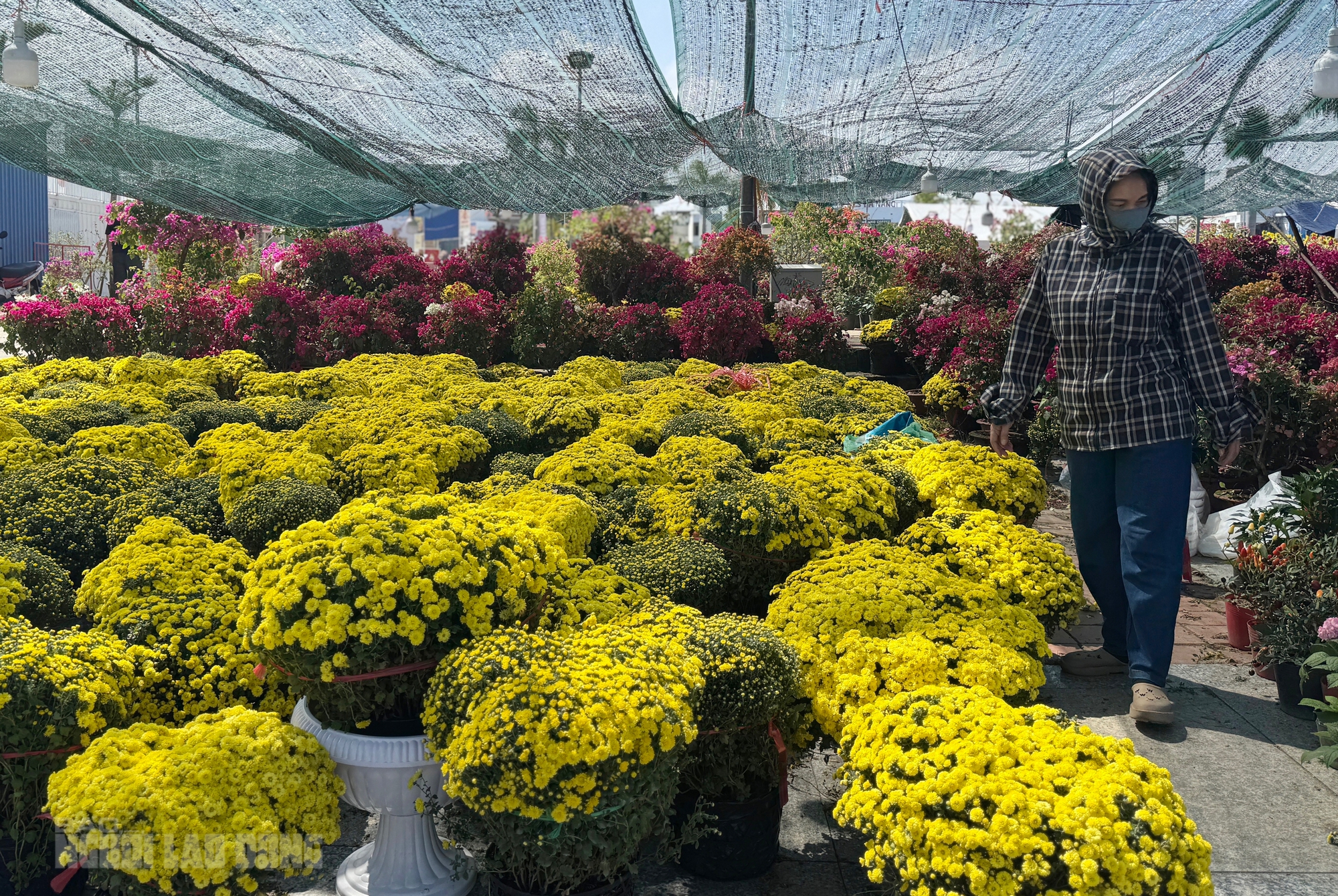 Chợ hoa Đà Nẵng ế ẩm ngày 28 Tết, tiểu thương “đứng ngồi không yên” - Ảnh 2.