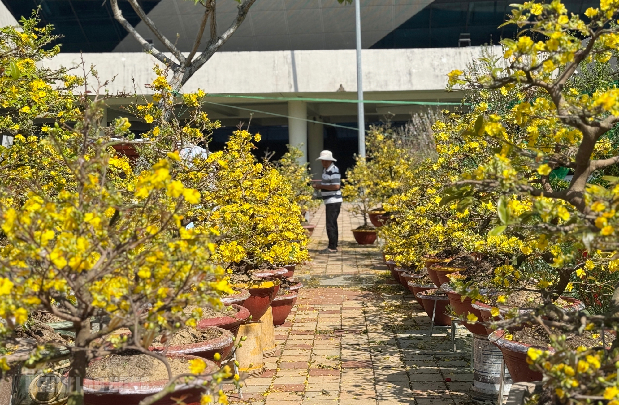 Chợ hoa Đà Nẵng ế ẩm ngày 28 Tết, tiểu thương “đứng ngồi không yên” - Ảnh 12.