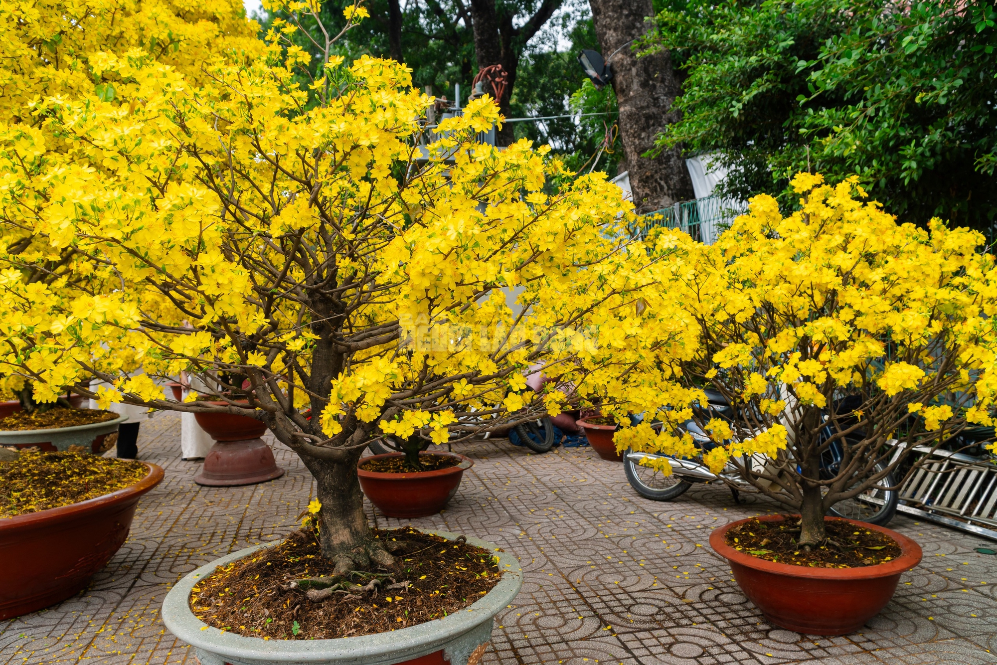 VIDEO: Chiêm ngưỡng cặp mai giảo "khủng" gần 40 năm tuổi, giá 700 triệu đồng ở TPHCM - Ảnh 13.