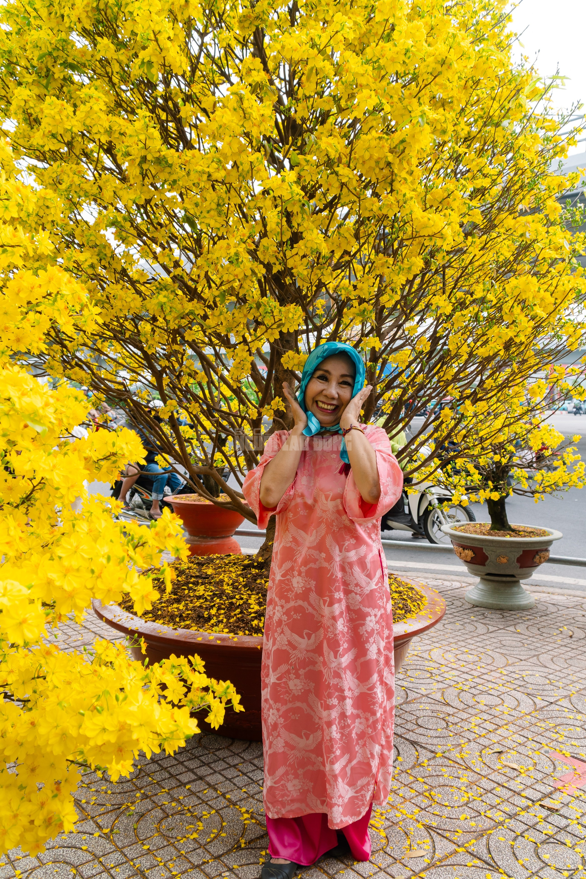 VIDEO: Chiêm ngưỡng cặp mai giảo "khủng" gần 40 năm tuổi, giá 700 triệu đồng ở TPHCM - Ảnh 15.