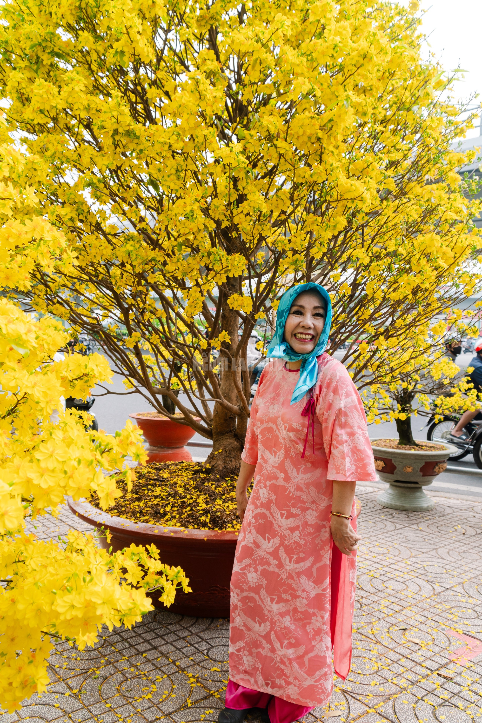 VIDEO: Chiêm ngưỡng cặp mai giảo "khủng" gần 40 năm tuổi, giá 700 triệu đồng ở TPHCM - Ảnh 17.