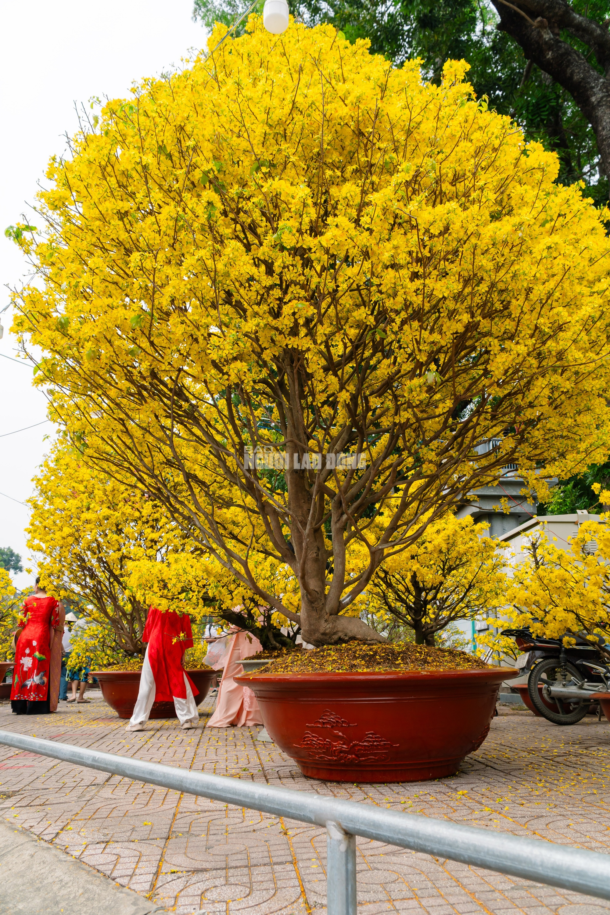 VIDEO: Chiêm ngưỡng cặp mai giảo "khủng" gần 40 năm tuổi, giá 700 triệu đồng ở TPHCM - Ảnh 1.