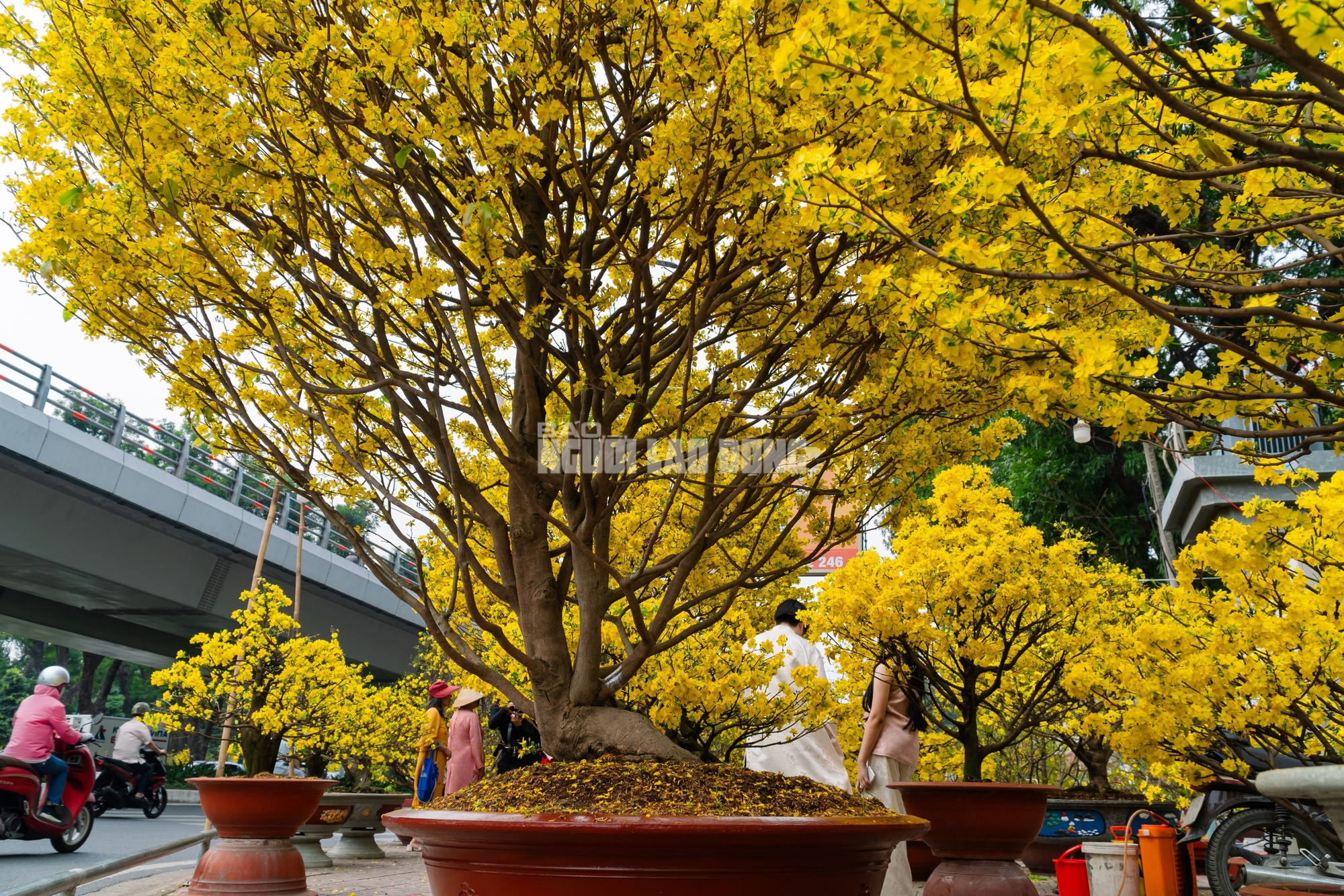 VIDEO: Chiêm ngưỡng cặp mai giảo "khủng" gần 40 năm tuổi, giá 700 triệu đồng ở TPHCM - Ảnh 2.